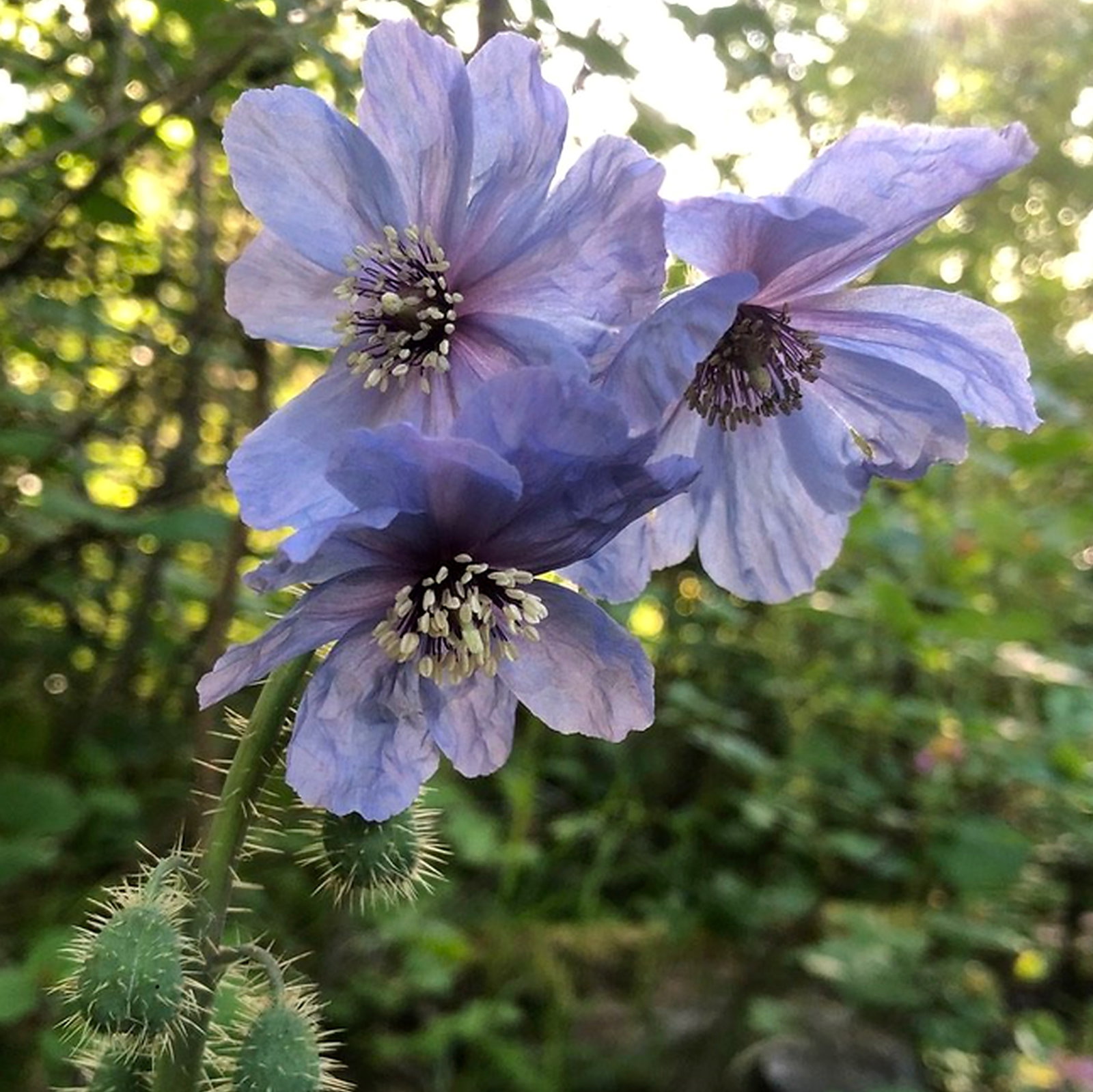 Meconopsis Zhongdianensis