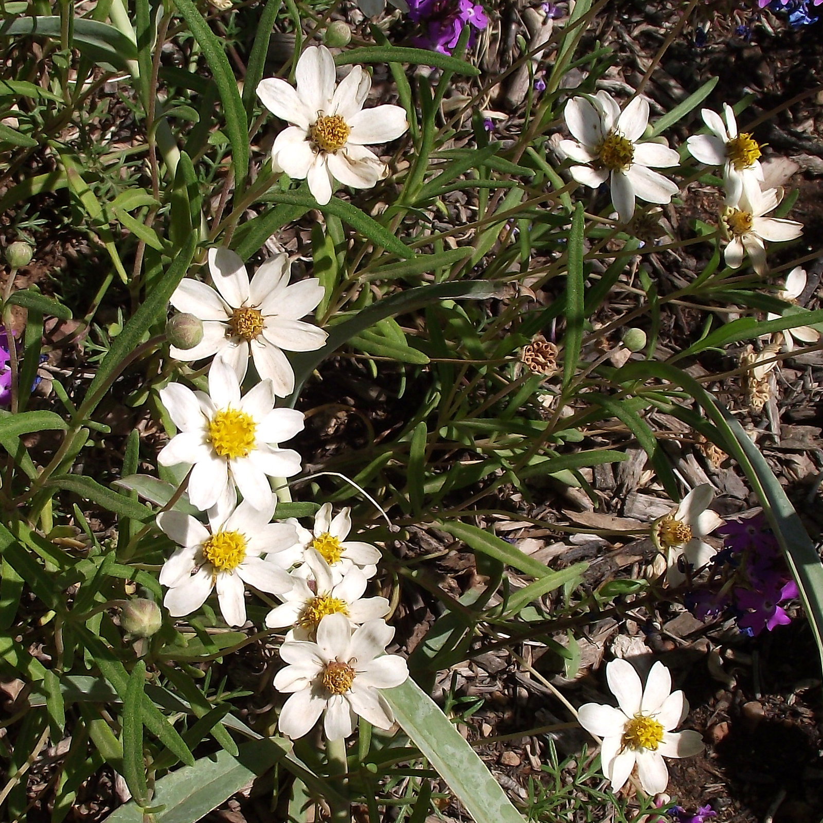 Melampodium Leucanthum