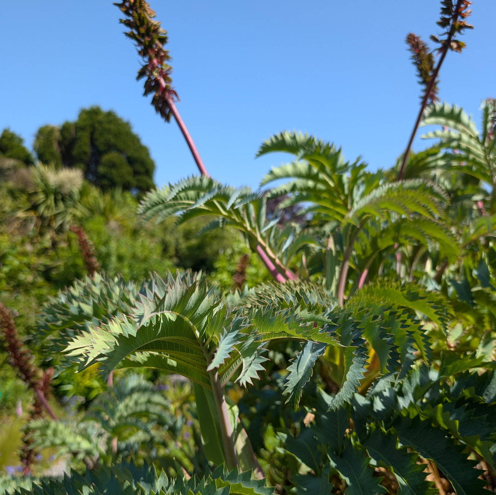 Melianthus Major