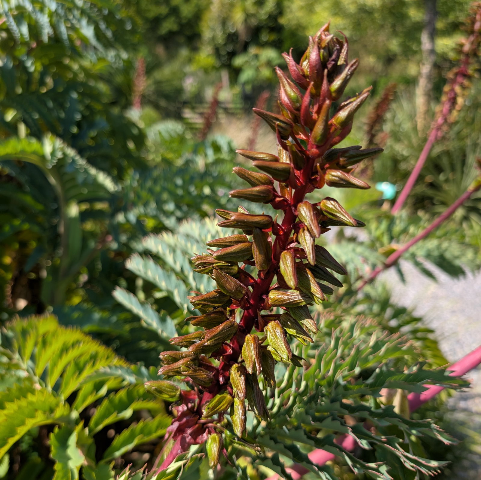 Melianthus Major