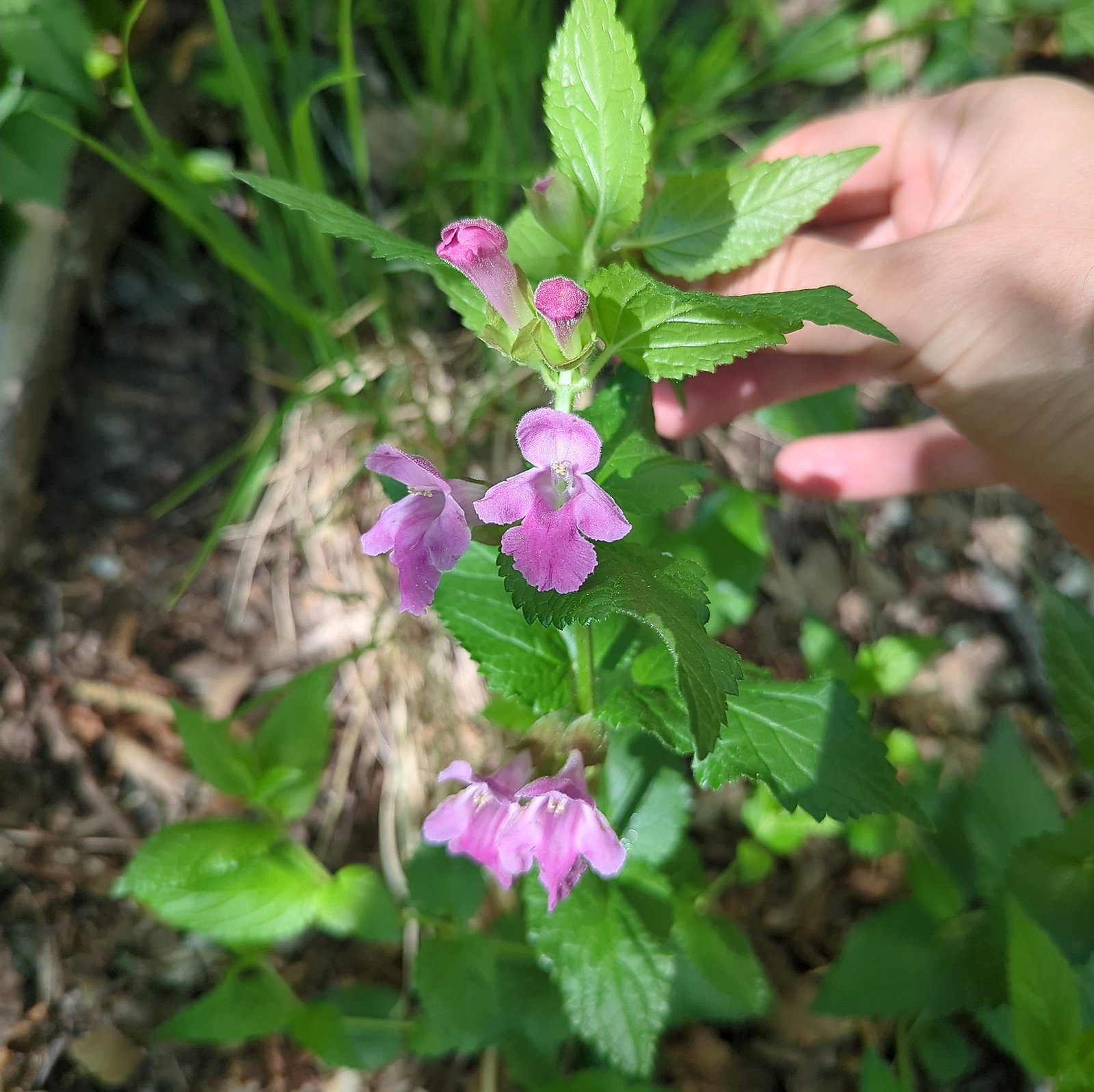Melittis Melissophyllum