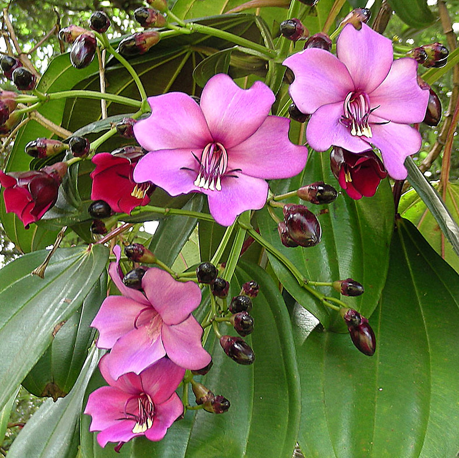 Meriania Nobilis