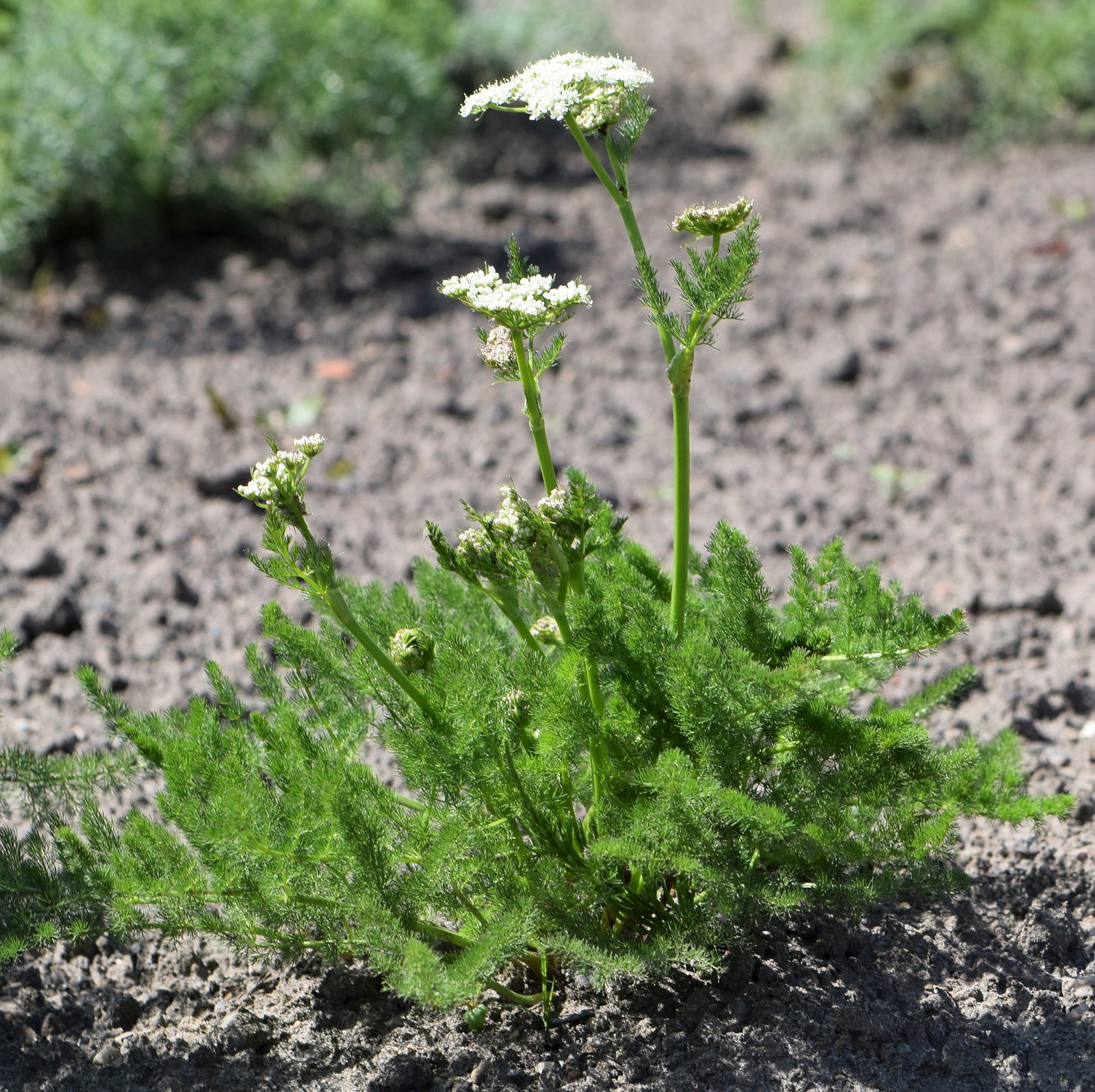 Meum Athamanticum