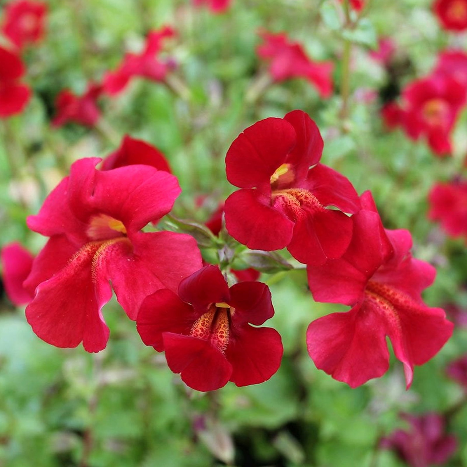 Mimulus Cupreus