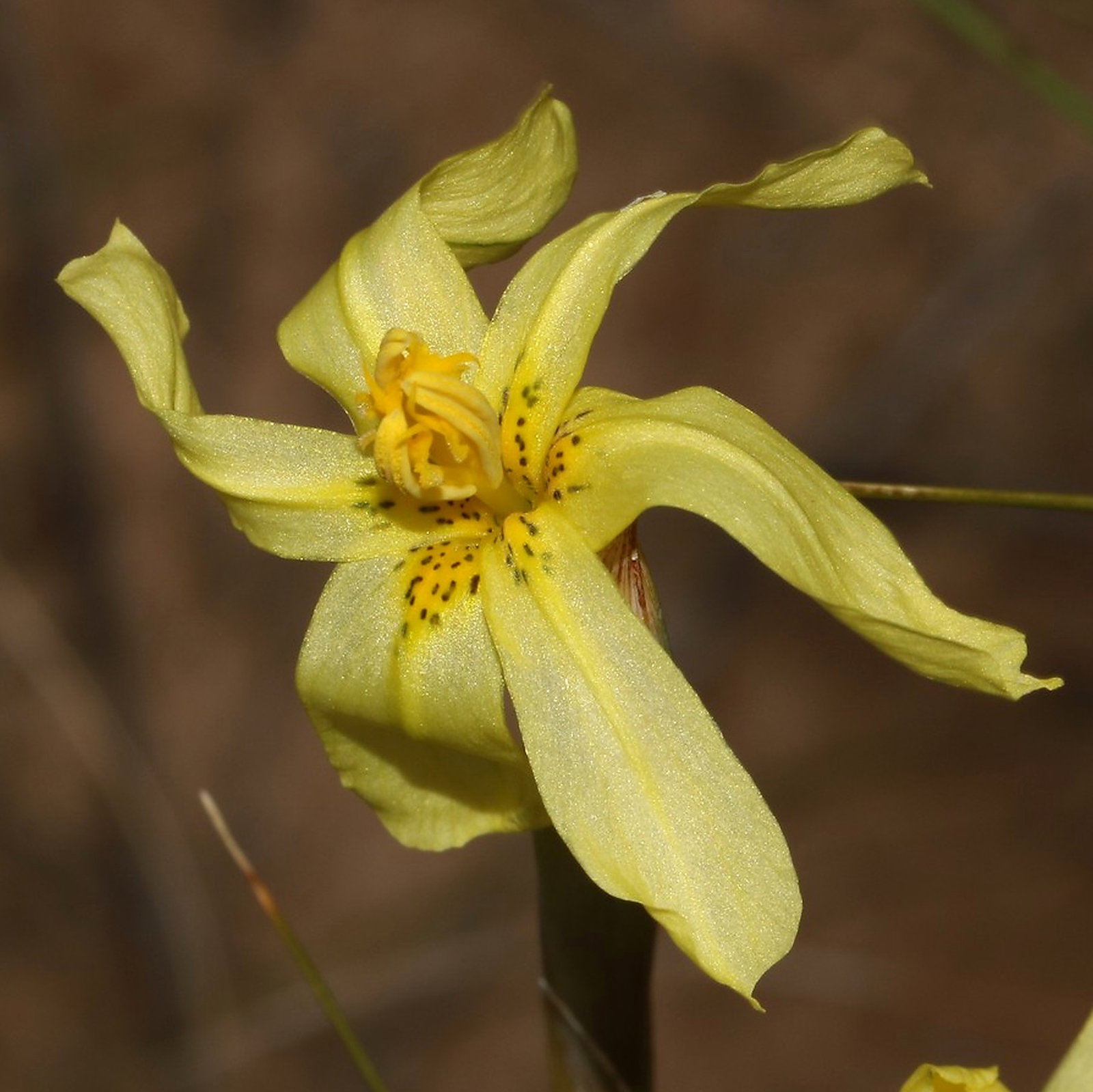 Moraea Cookii