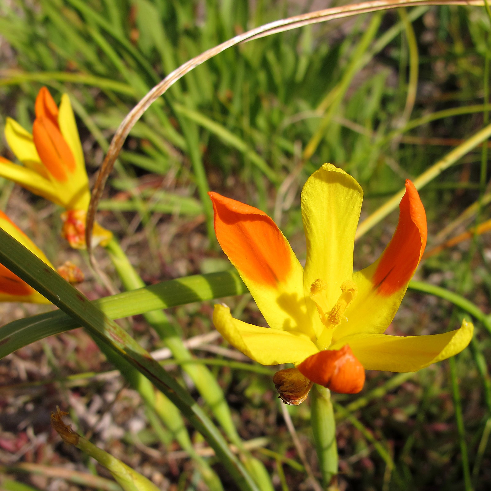 Moraea Elegans