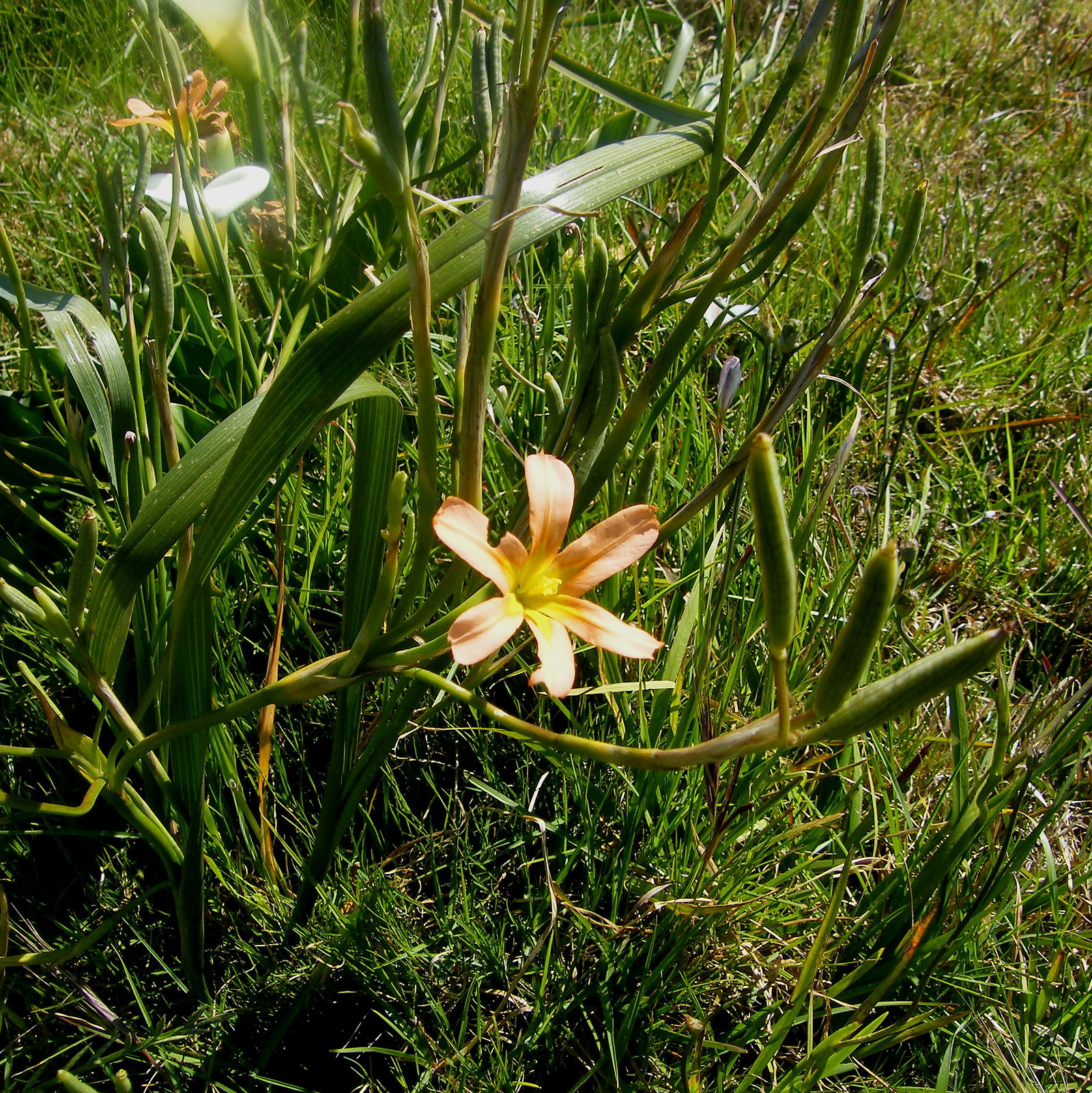 Moraea Flaccida