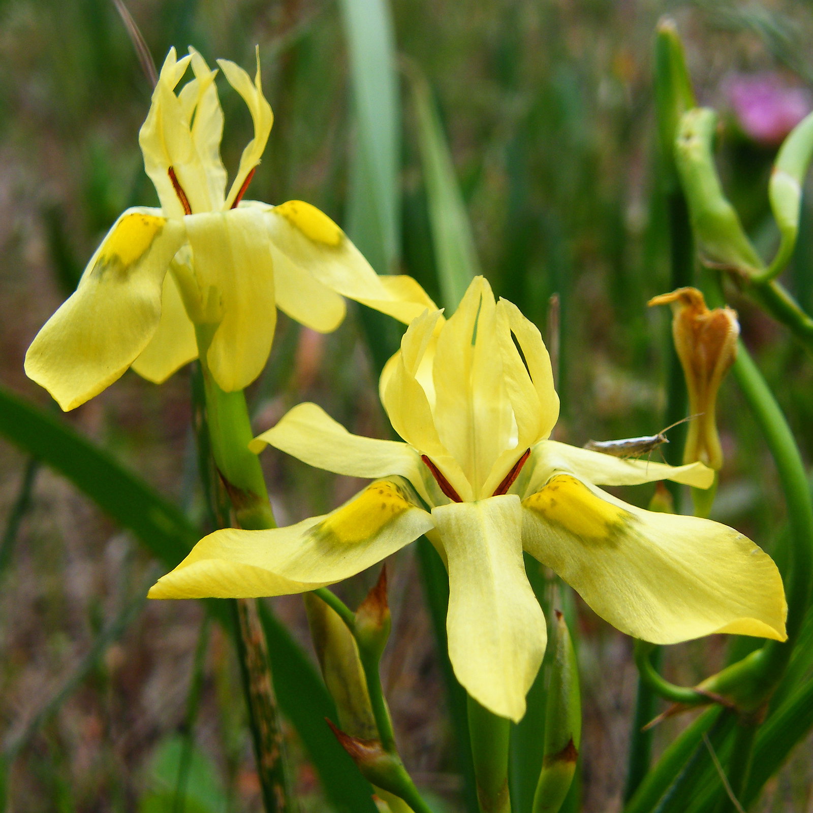 Moraea Papilionacea