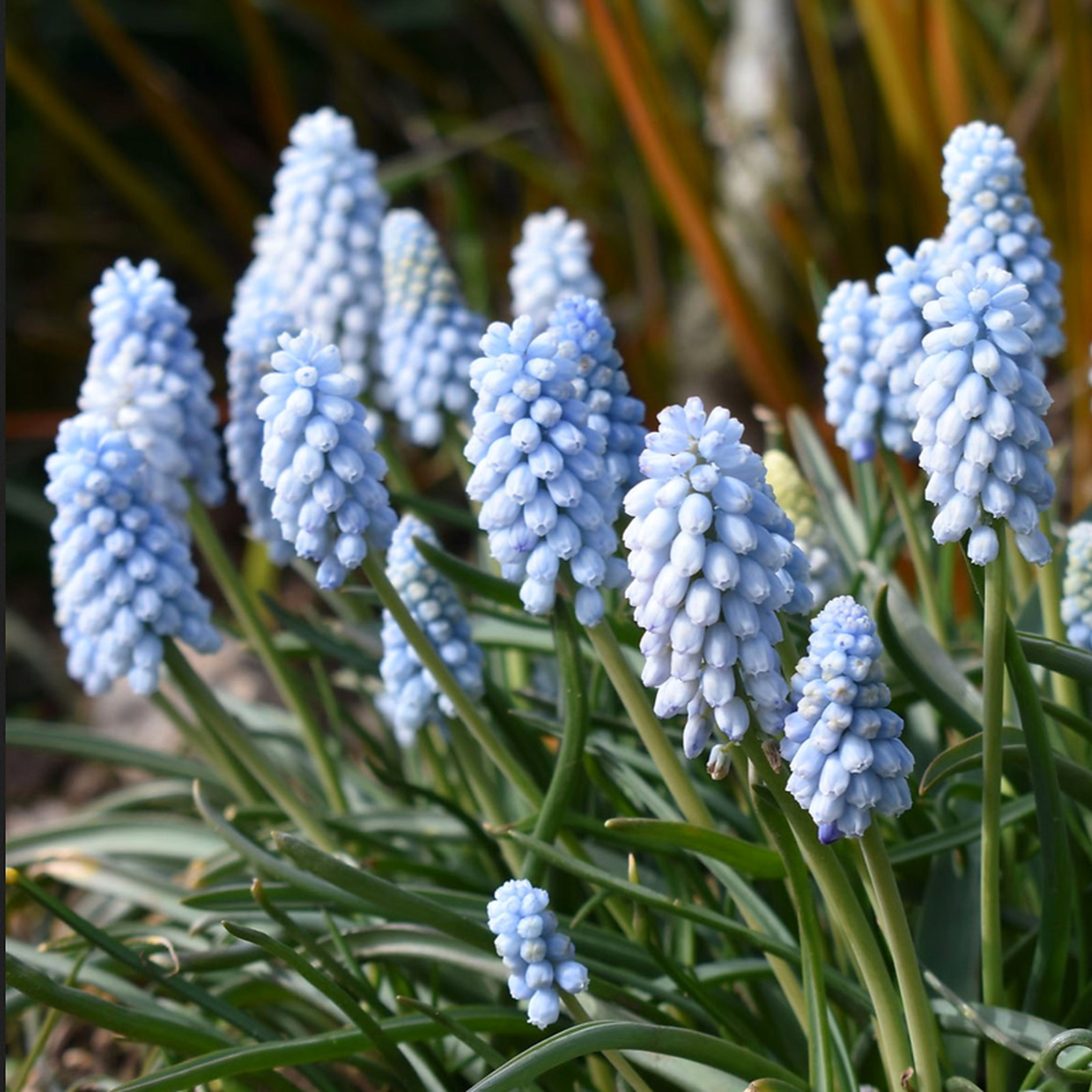 Muscari Armeniacum 'Peppermint'