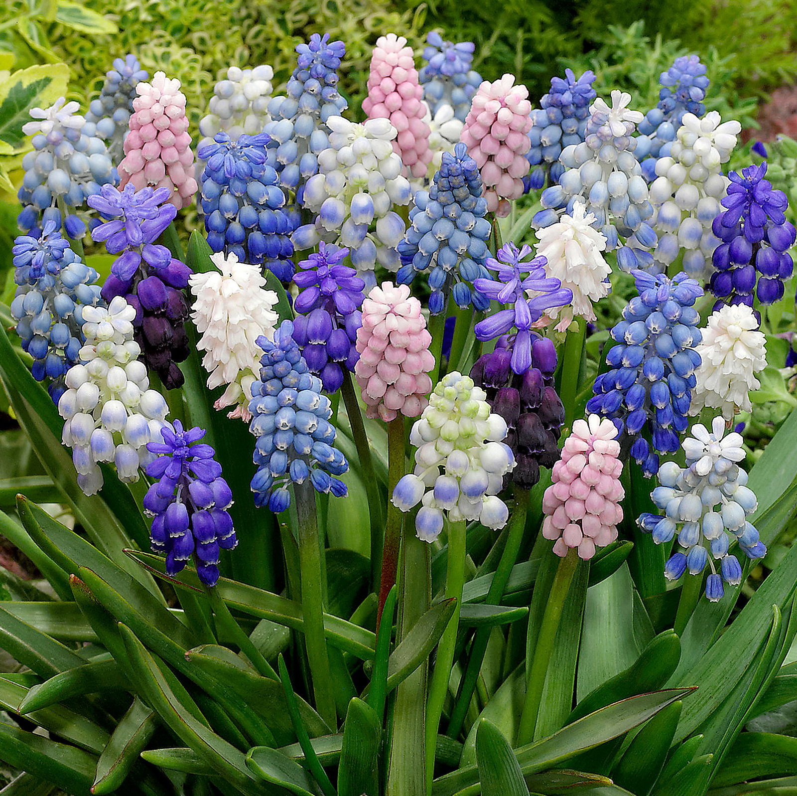 Muscari Mixed Species And Cultivars