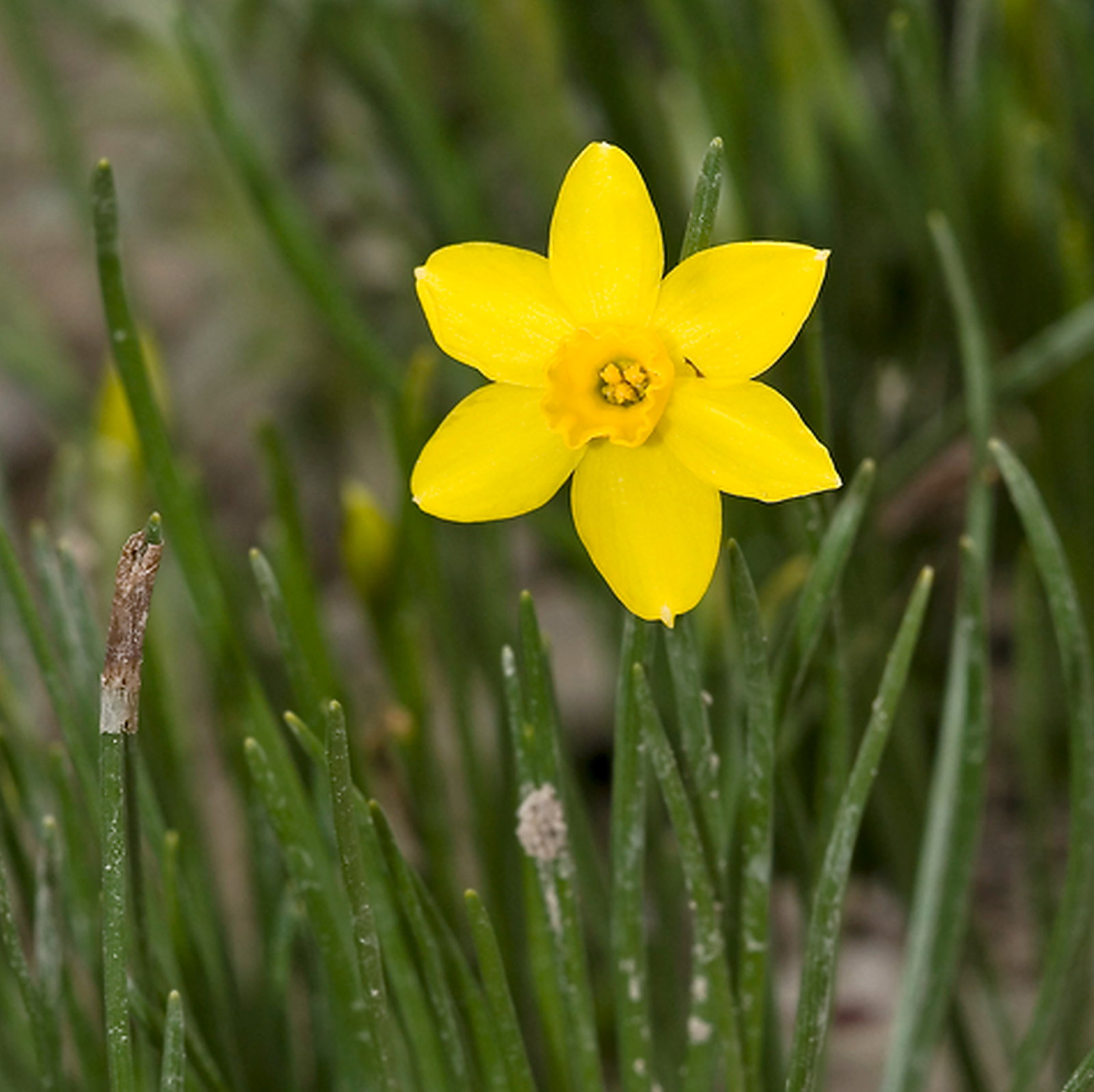 Narcissus Assoanus