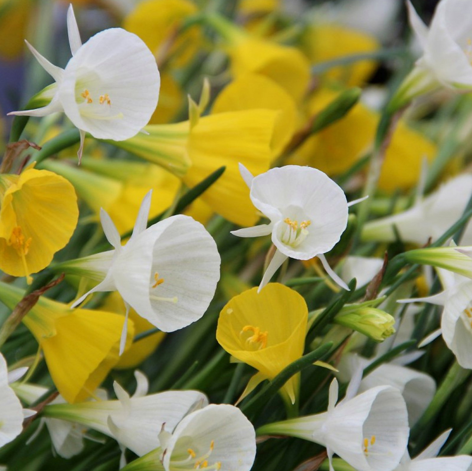 Narcissus Bulbocodium Hybrids Mix