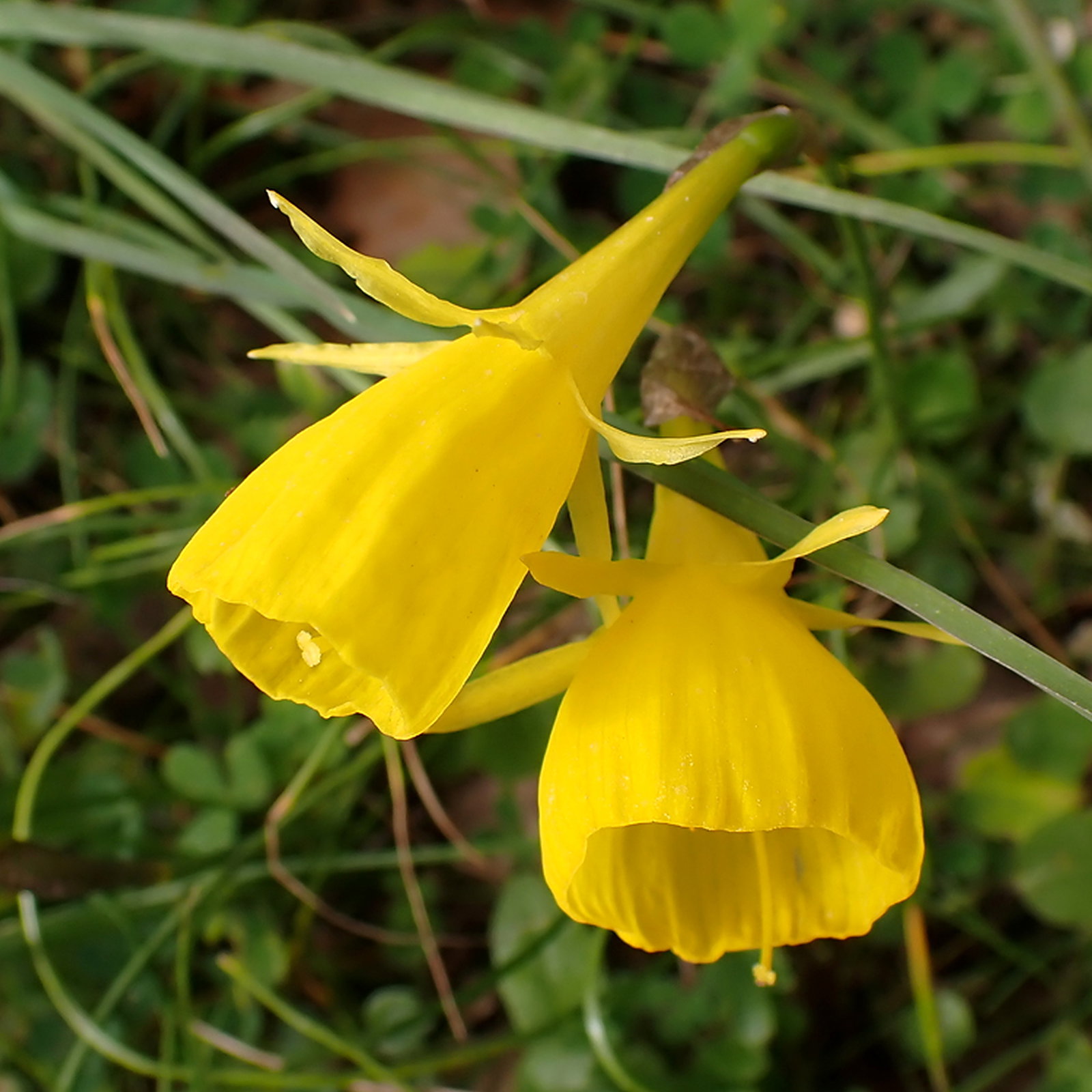 Narcissus Bulbocodium Obesus