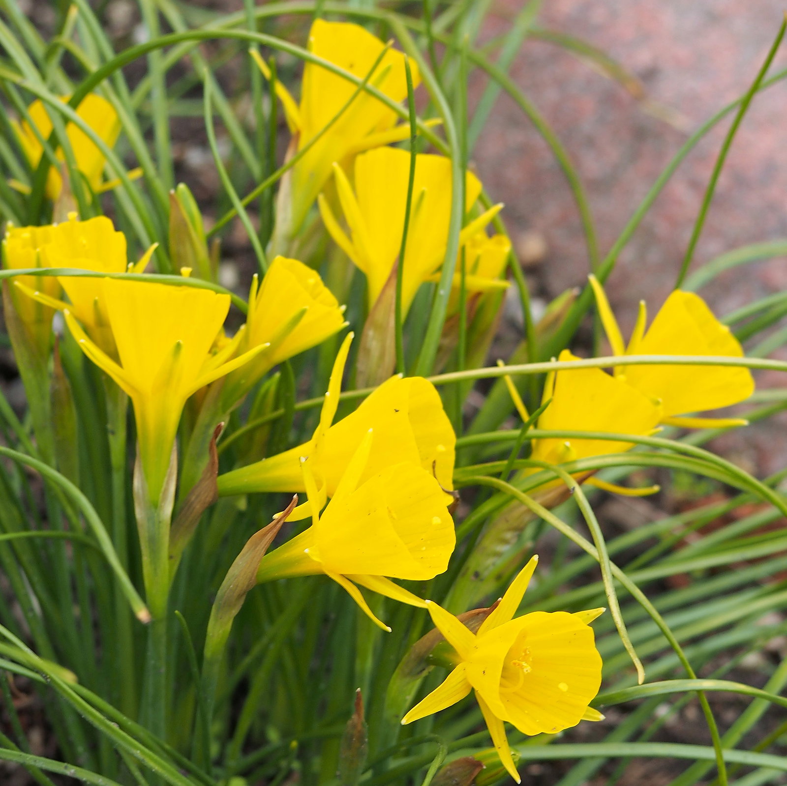 Narcissus Bulbocodium Quintanilhae