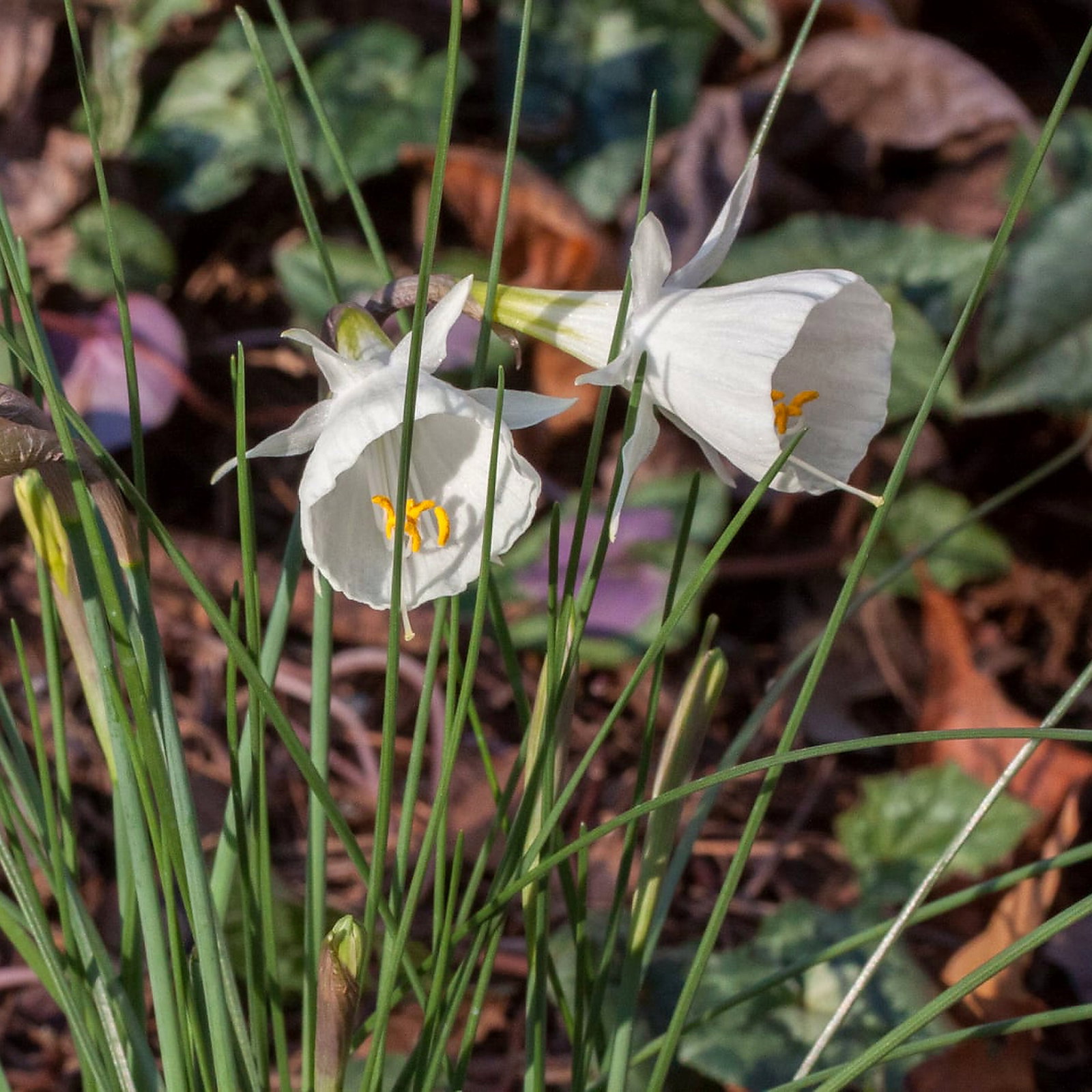 Narcissus Cantabricus Hybrids Mix