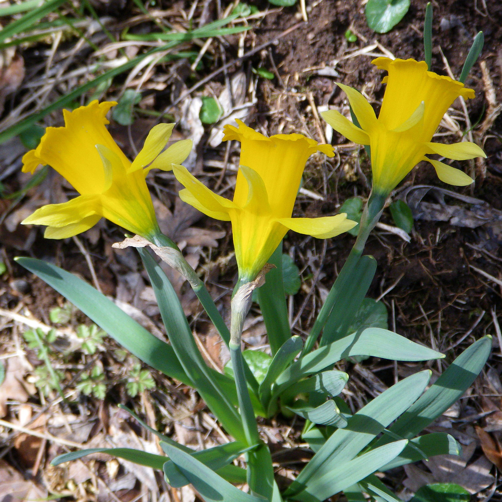 Narcissus Eugeniae