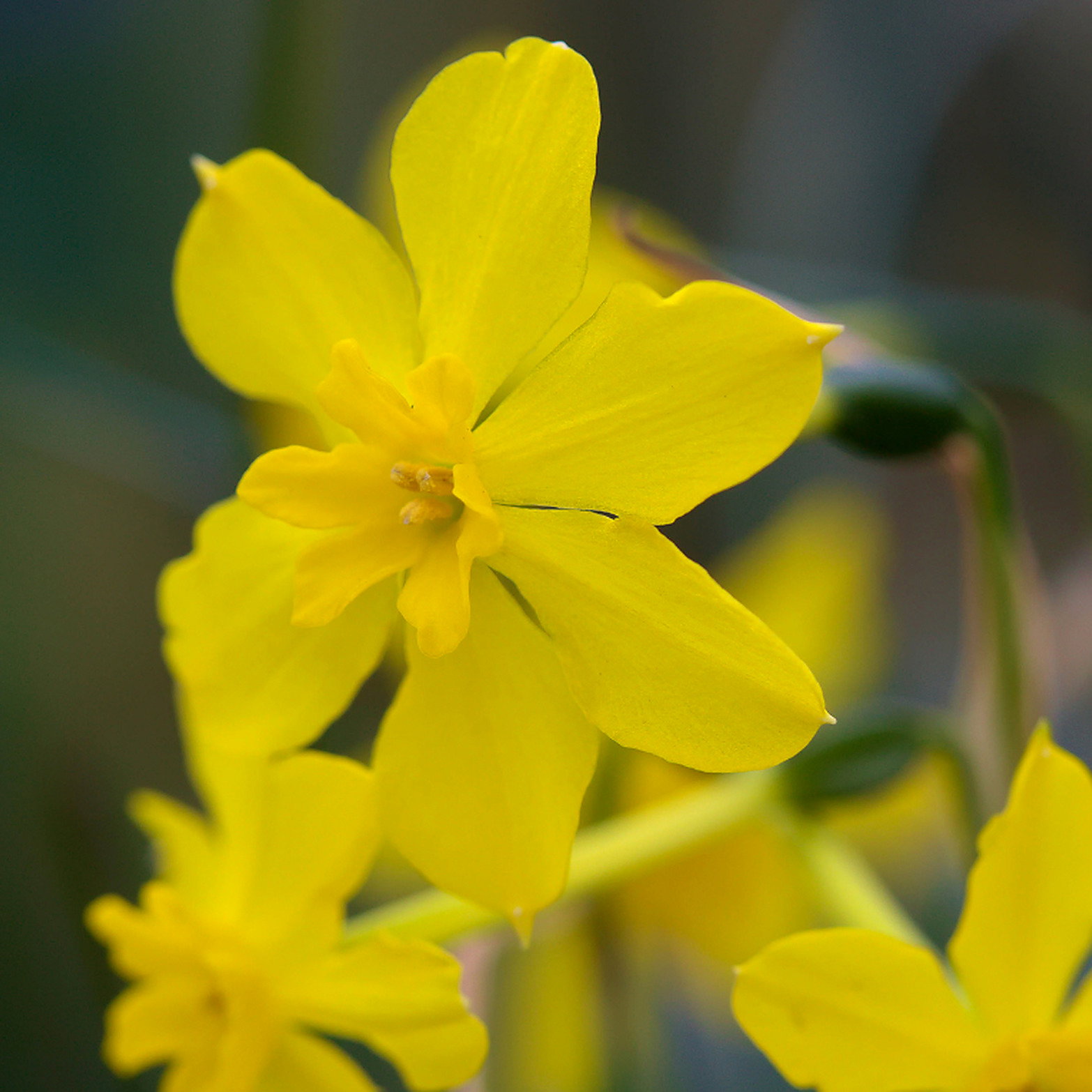 Narcissus Fernandesii Cordubensis