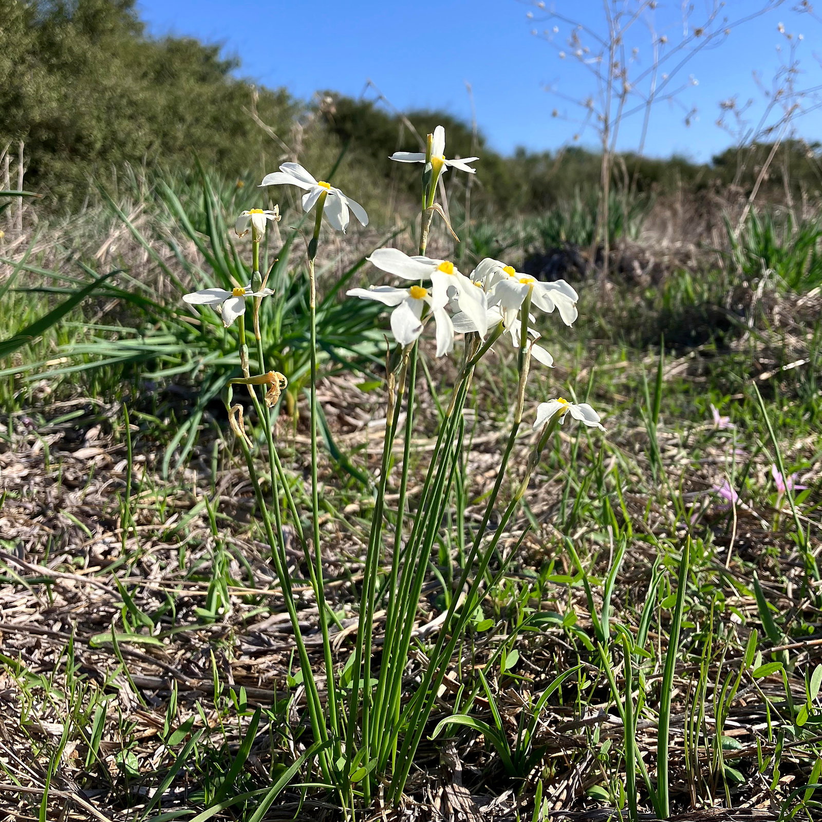 Narcissus Miniatus