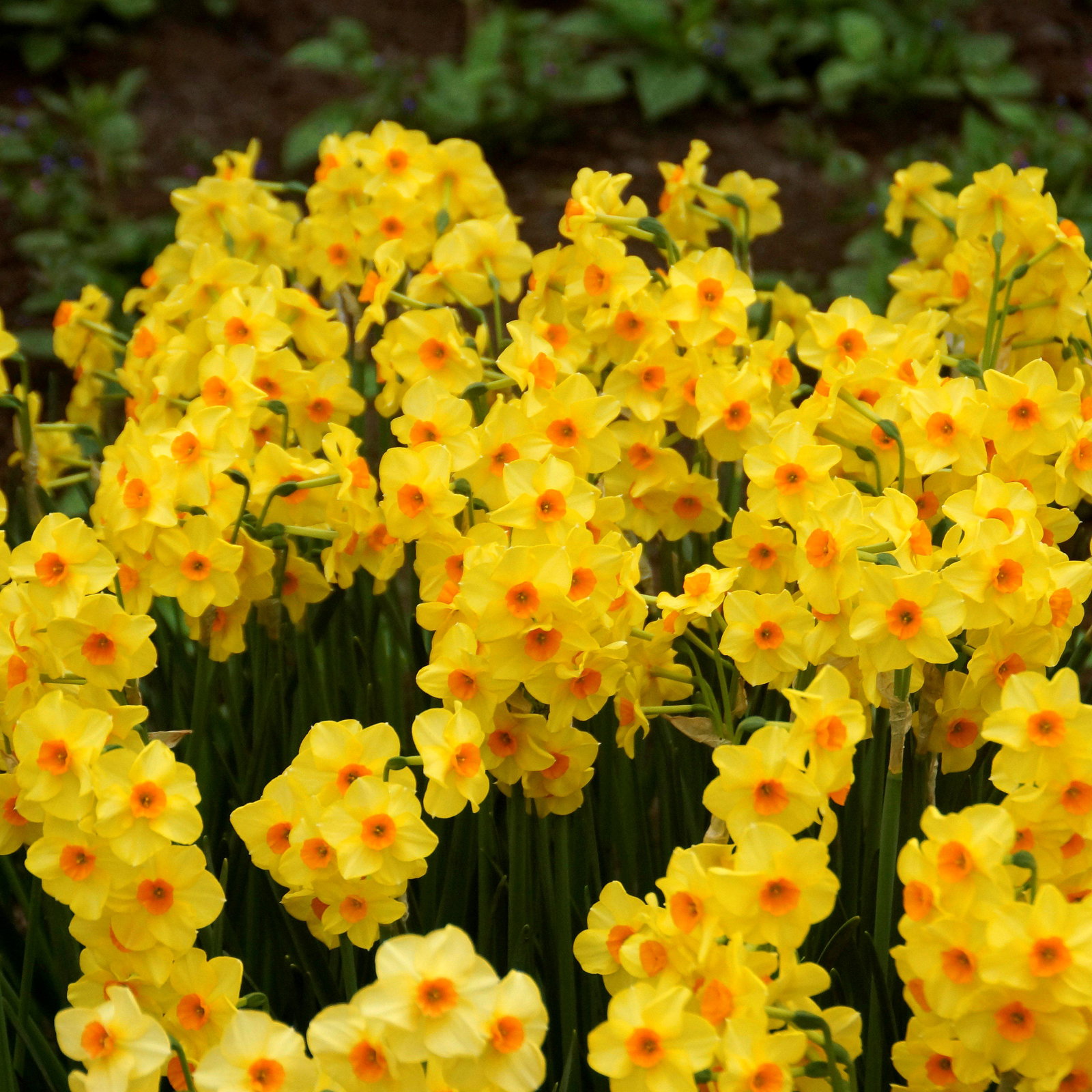 Narcissus Mixed Species And Cultivars