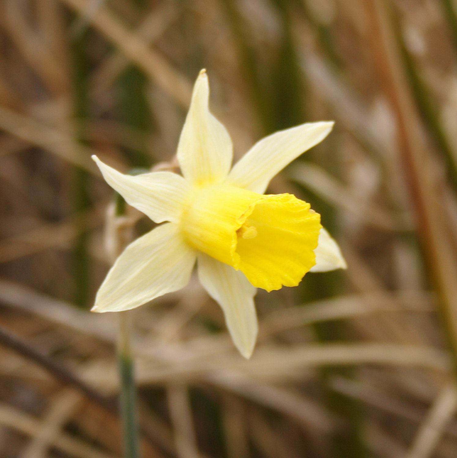 Narcissus Nevadensis