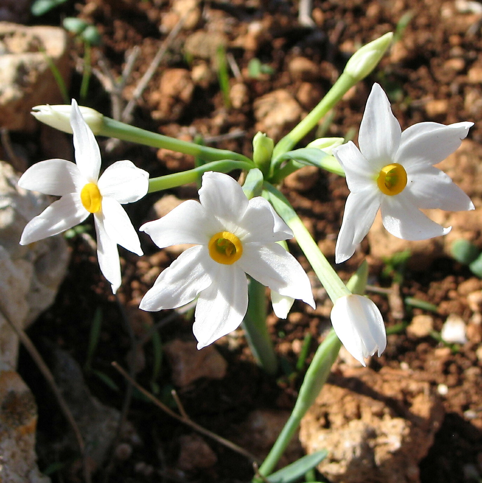 Narcissus Obsoletus