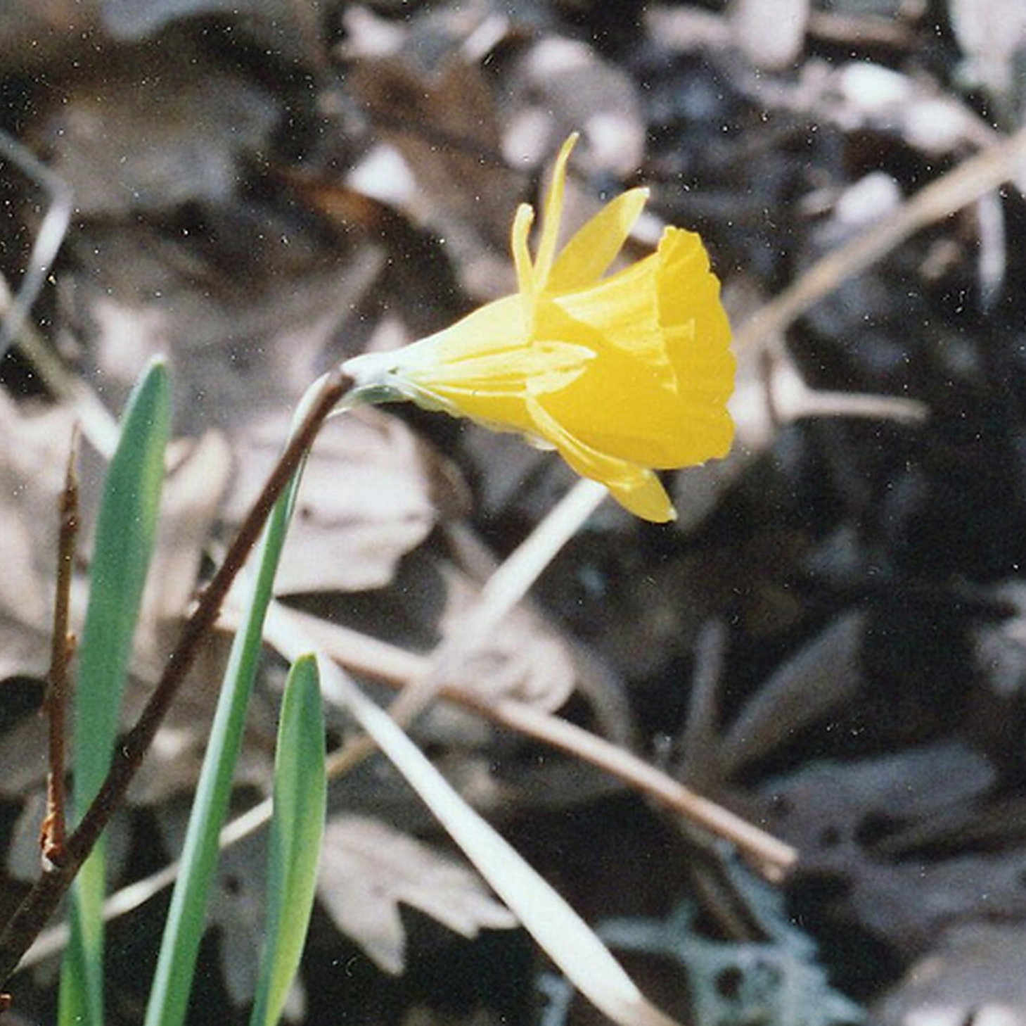 Narcissus Perez Chiscanoi