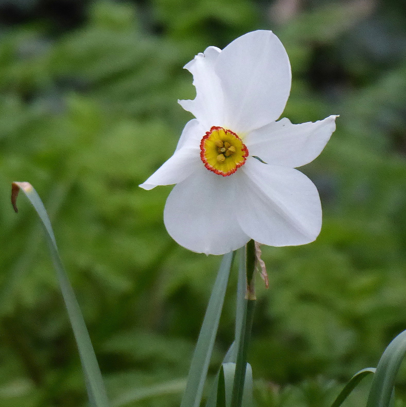 Narcissus Poeticus