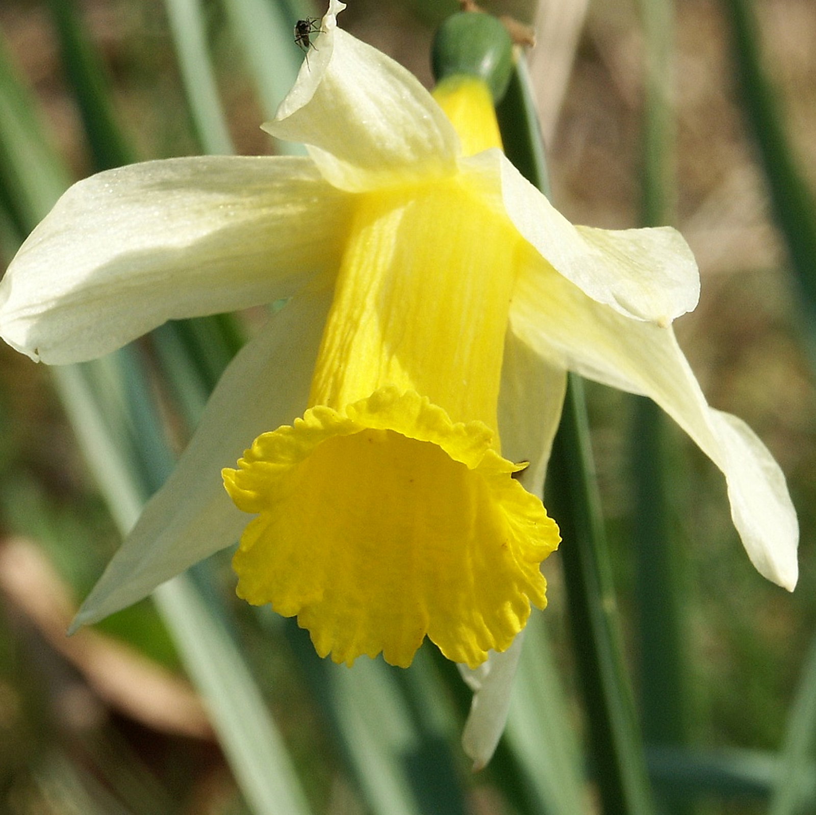 Narcissus Pseudonarcissus