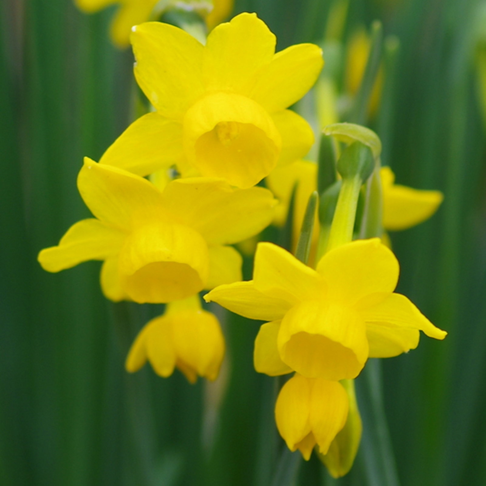Narcissus Rupicola