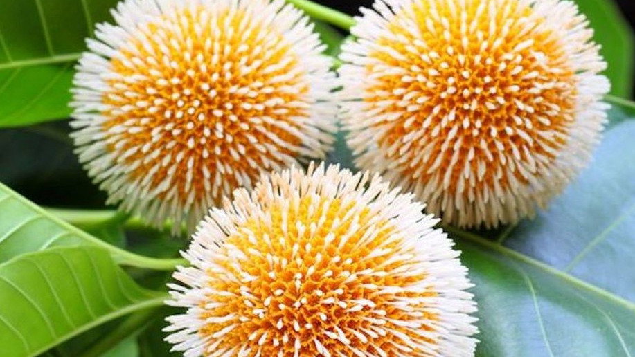 [[Rare and Unusual]] Seeds from Around the World