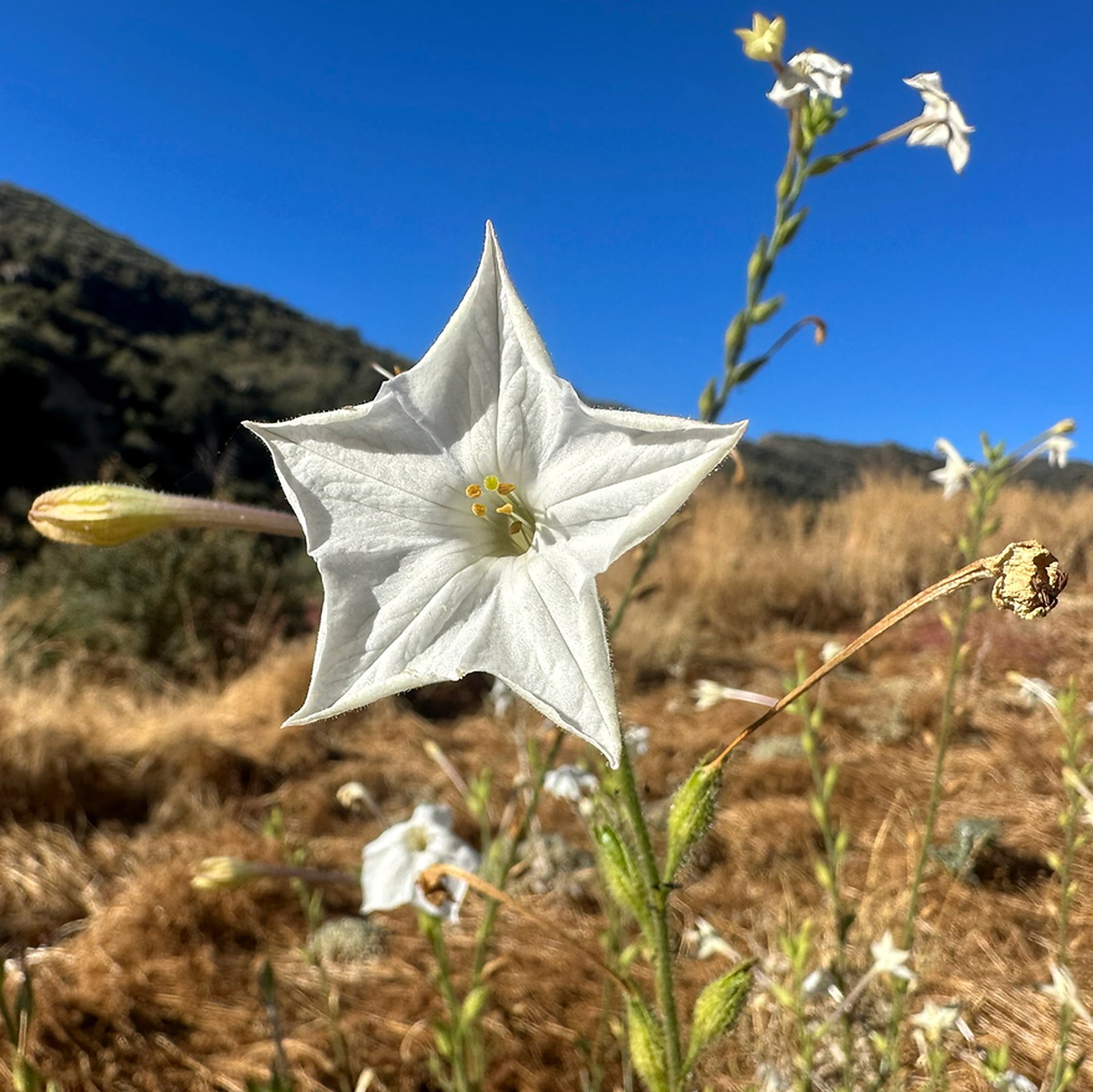 Nicotiana Attenuata