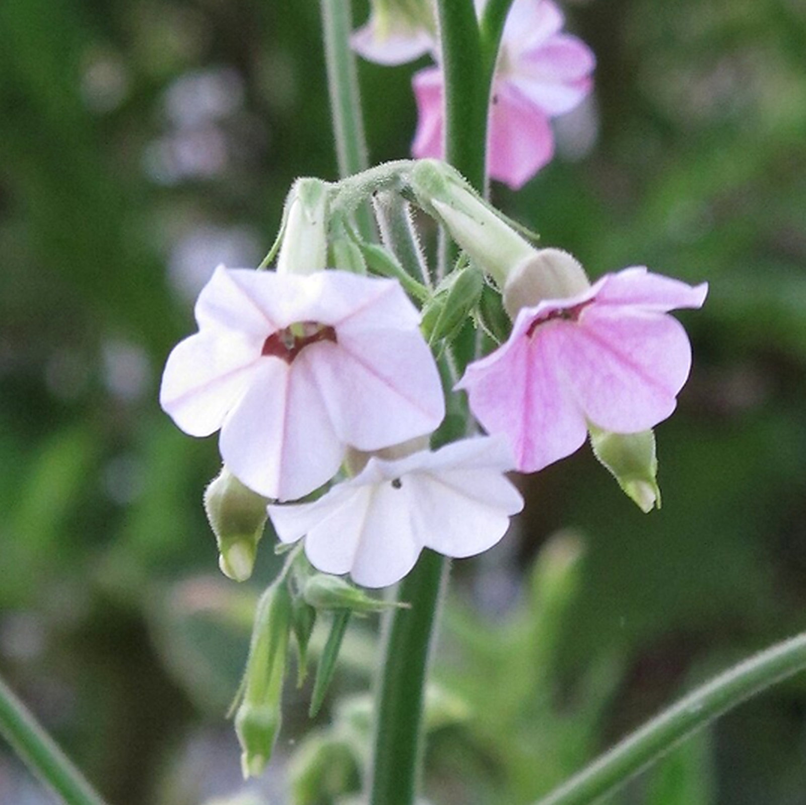 Nicotiana Mutabilis