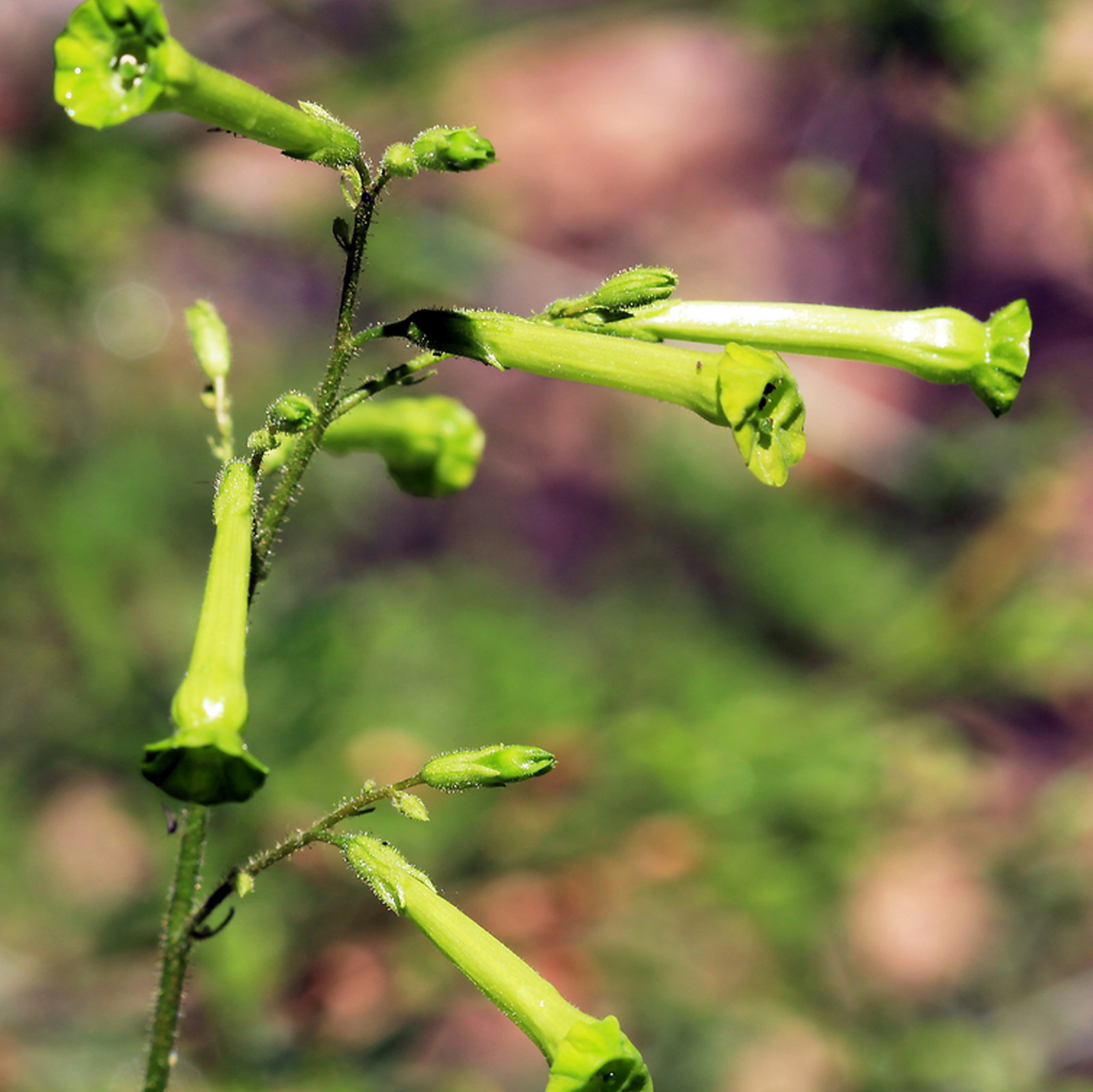 Nicotiana Paniculata