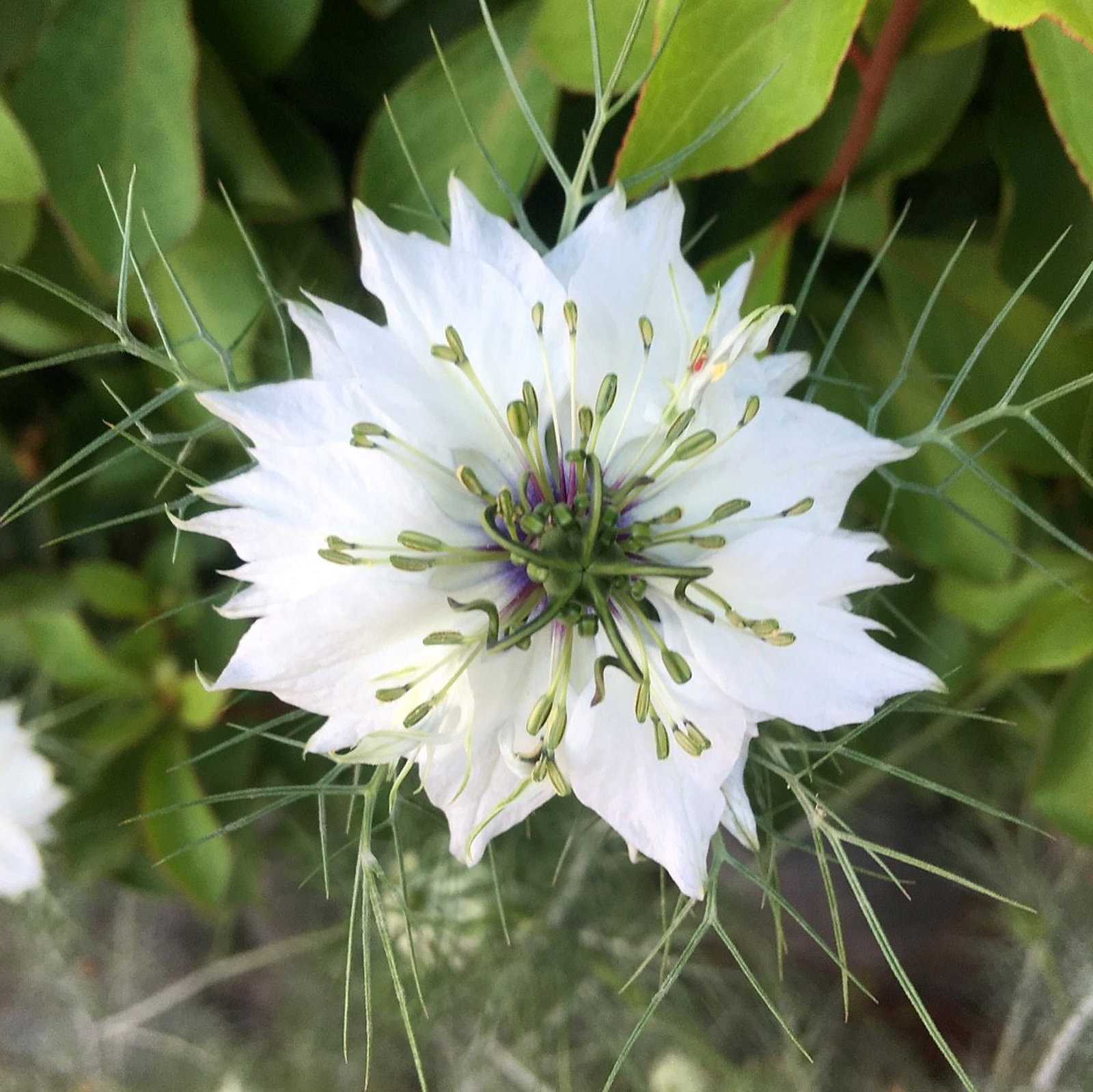 Nigella Damascena Miss Jekyll Alba
