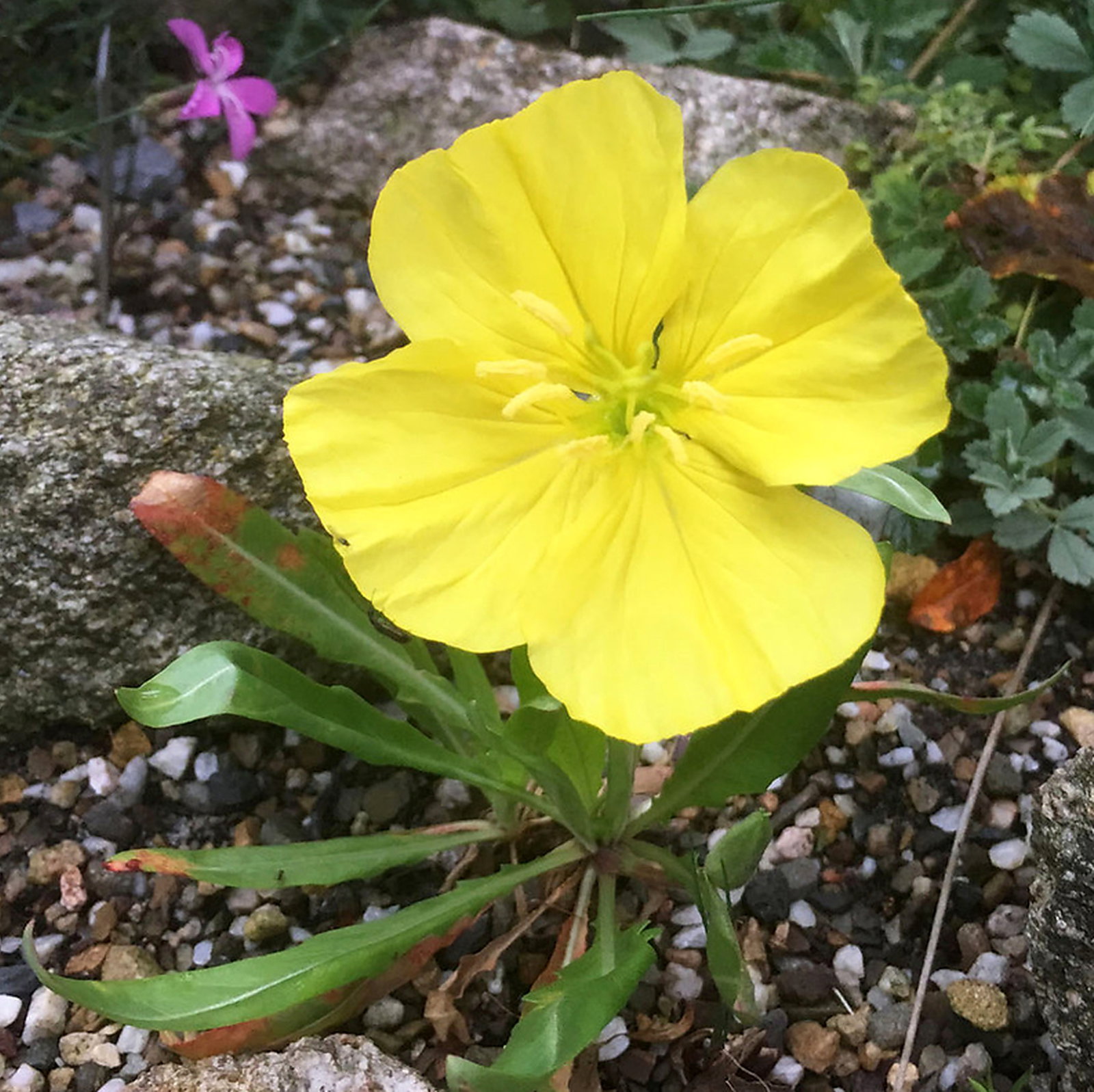 Oenothera Acaulis Aurea