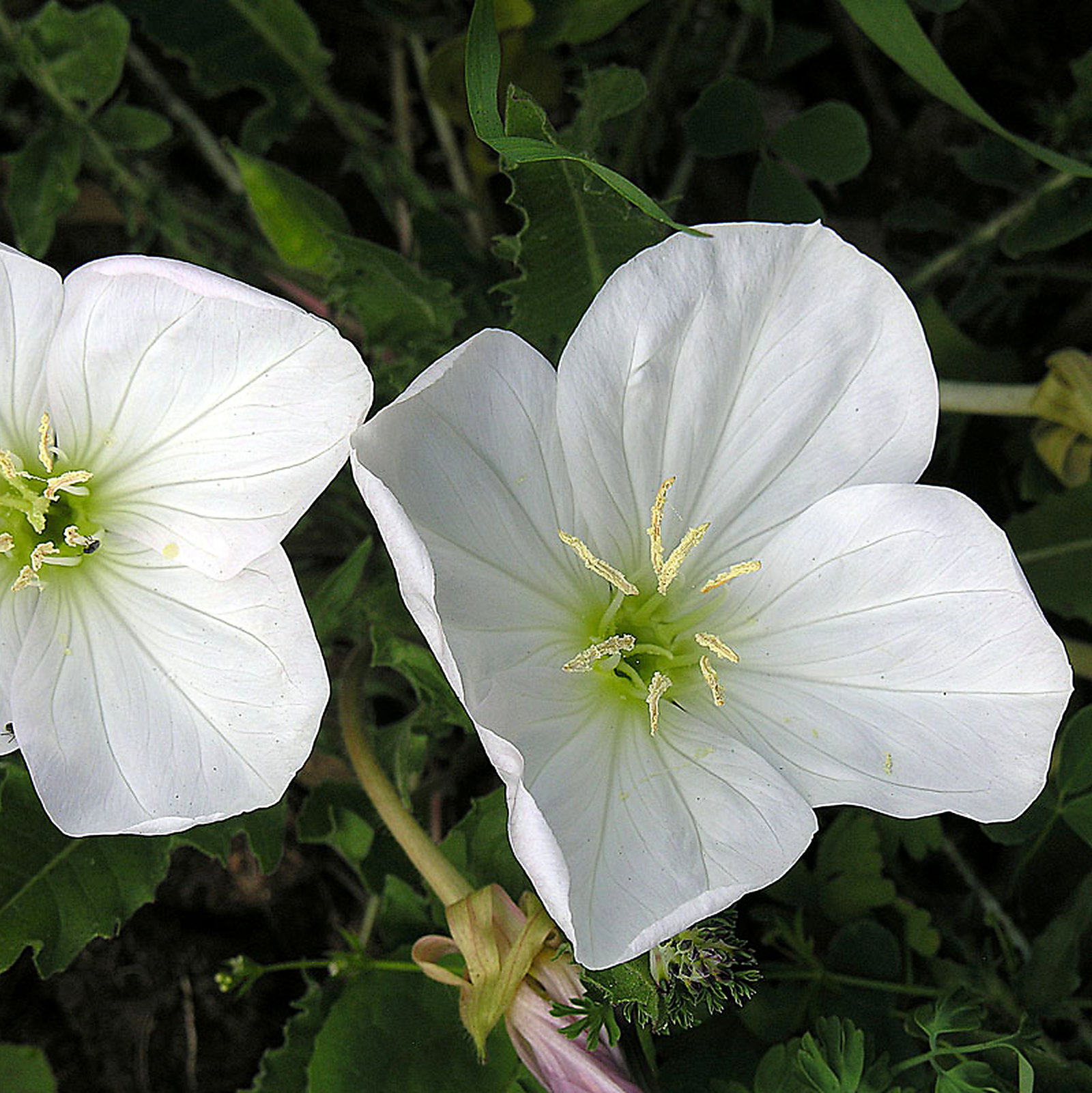 Oenothera Acaulis