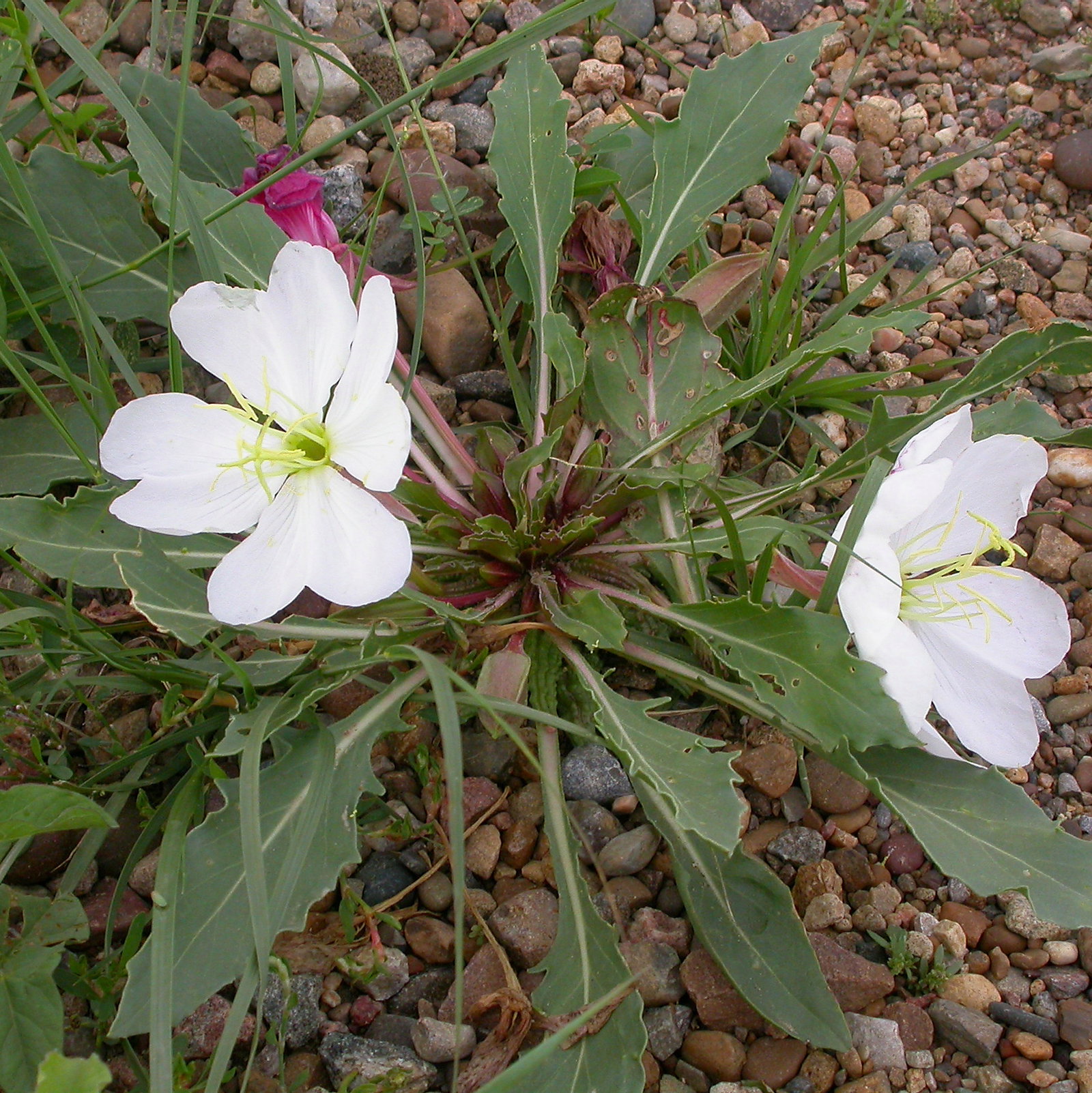 Oenothera Caespitosa
