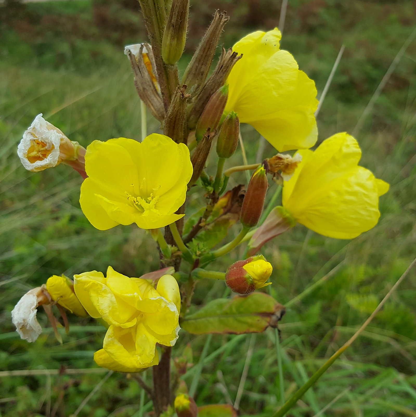 Oenothera Glazioviana