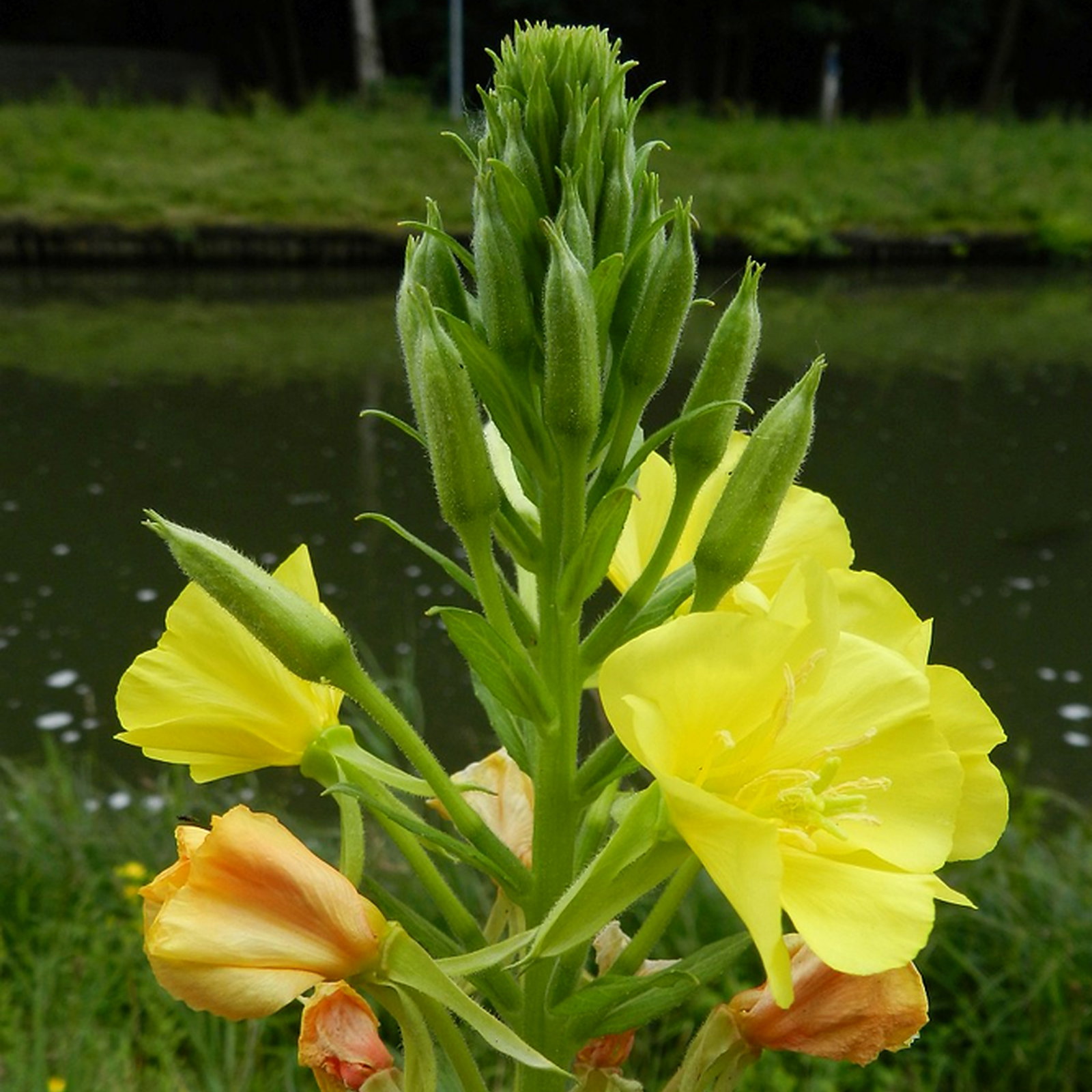 Oenothera Stricta