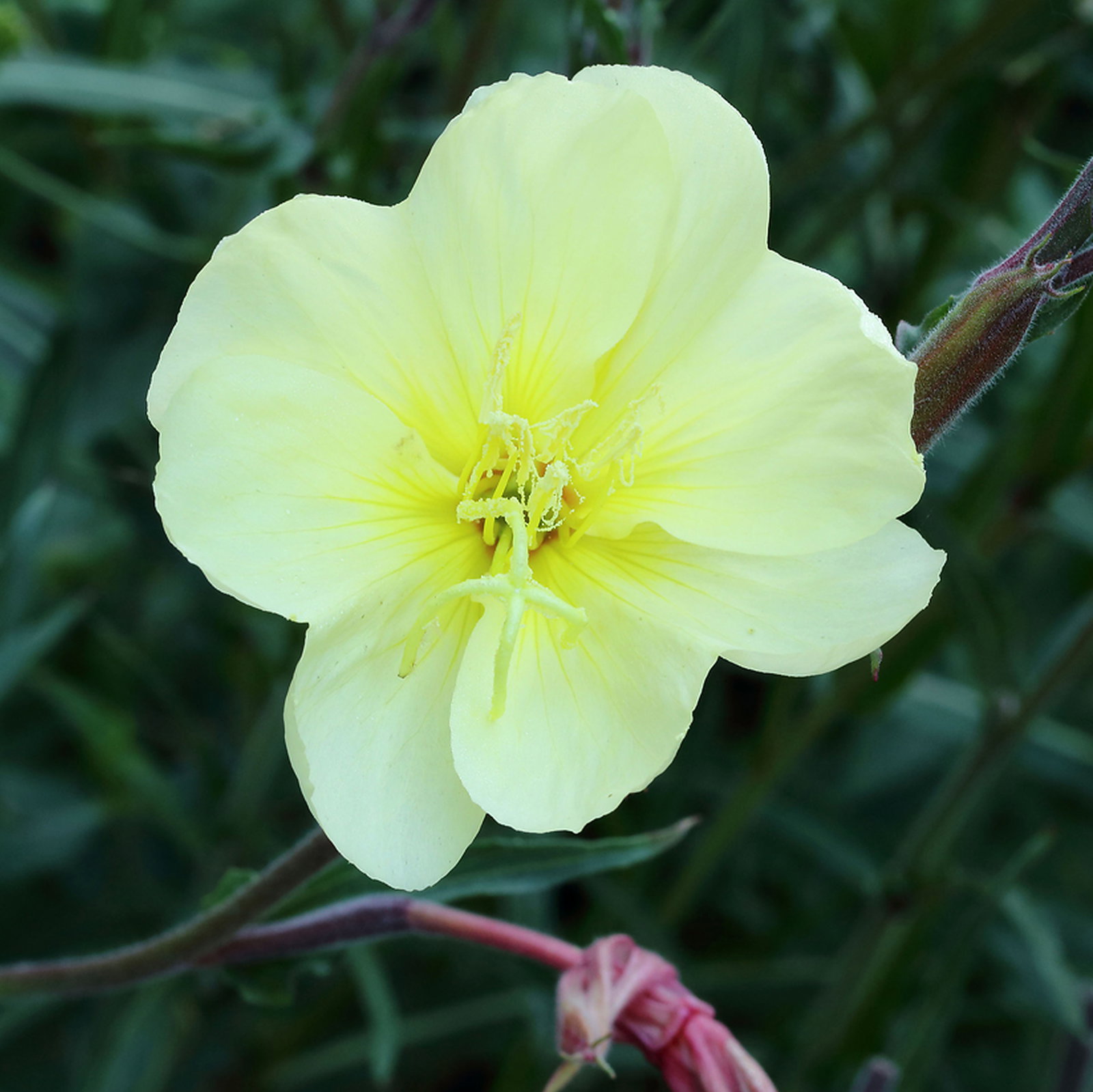 Oenothera Stricta Sulphurea