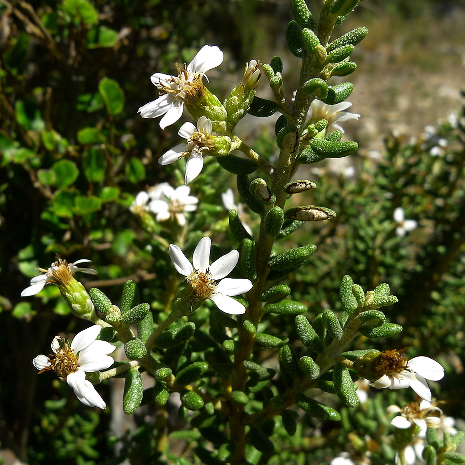 Olearia Cymbifolia