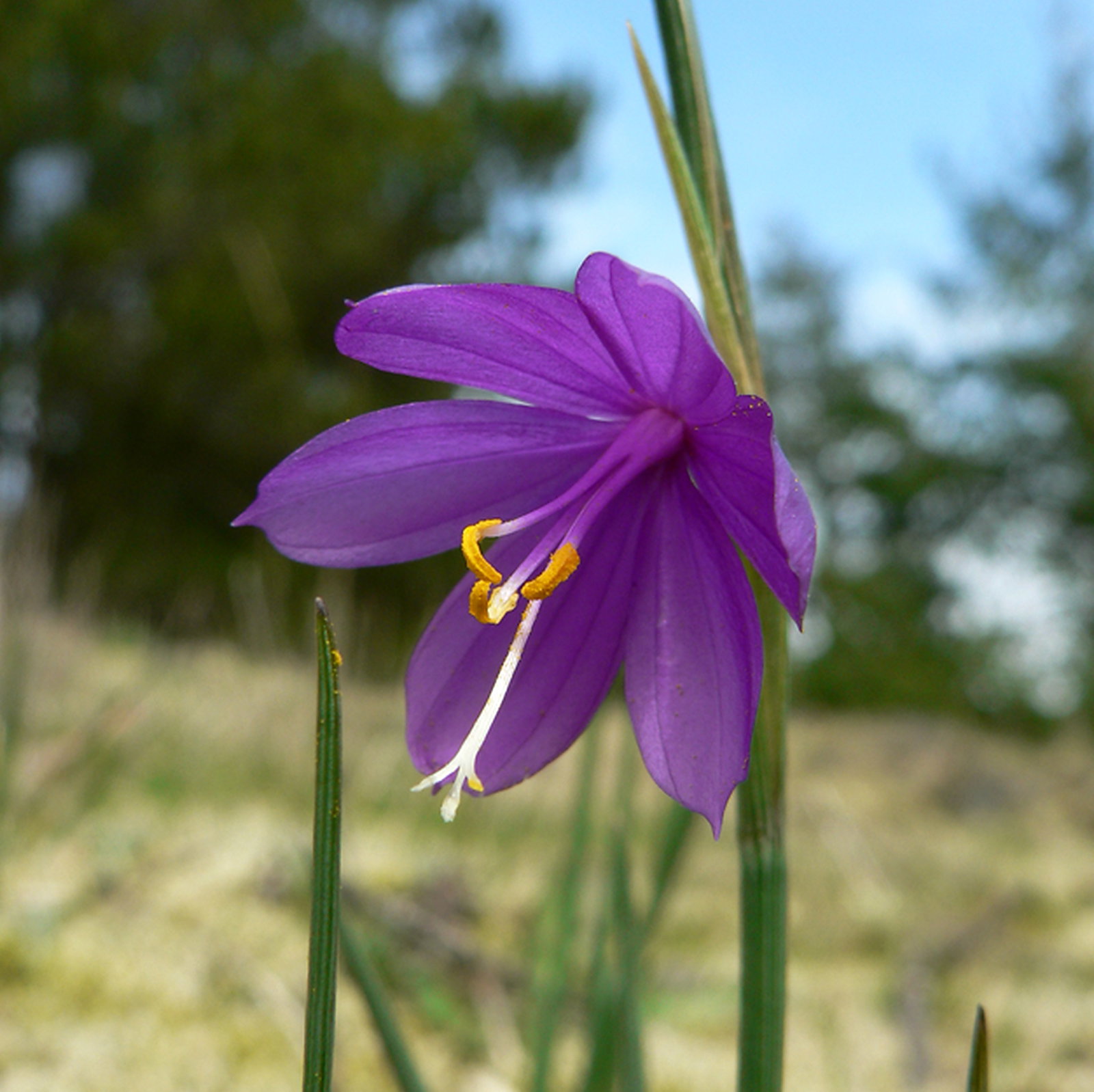 Olsynium Junceum Subsp. Depauperatum