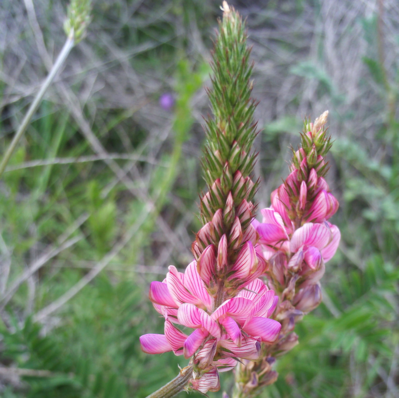 Onobrychis Viciifolia