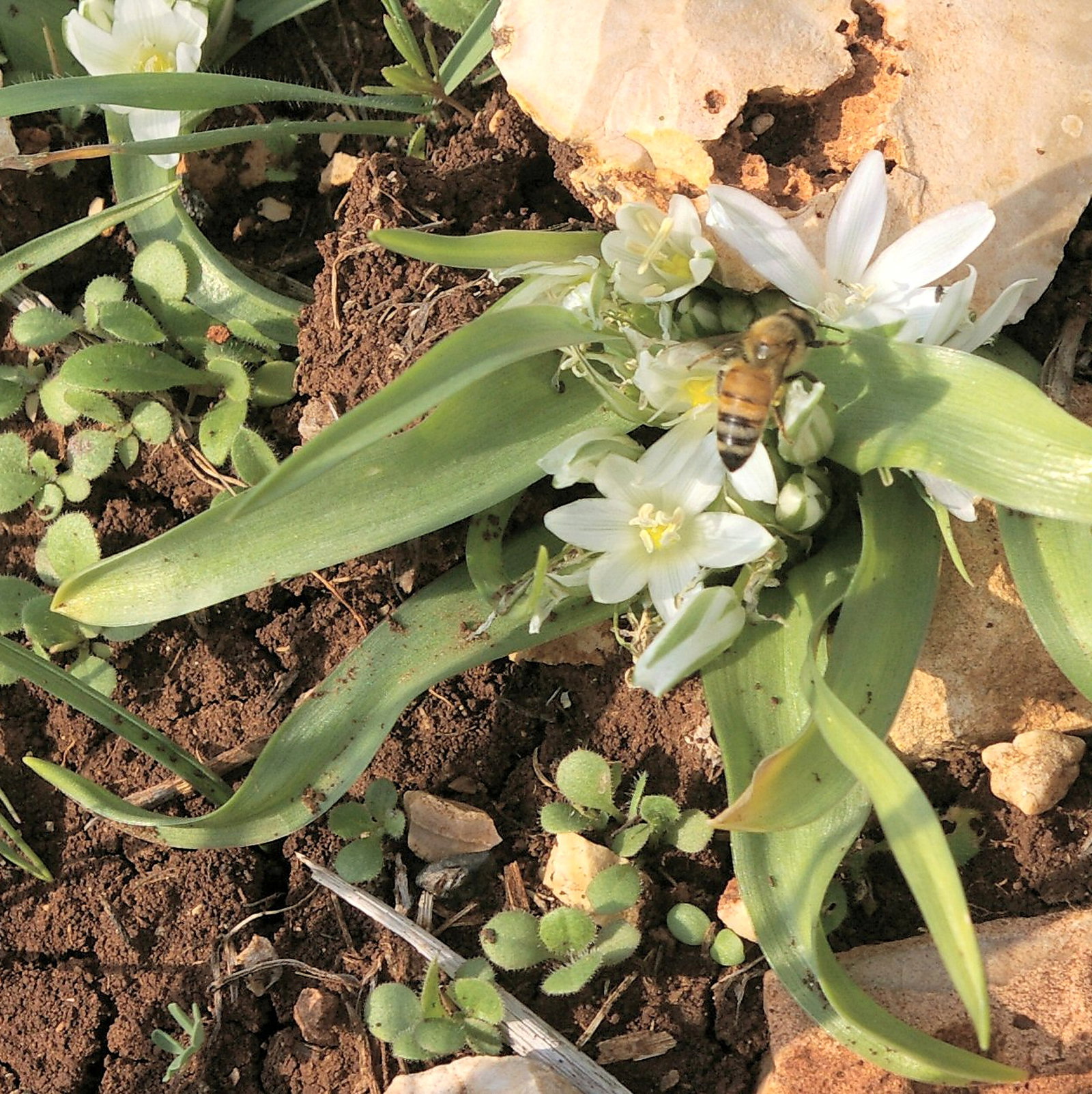 Ornithogalum Lanceolatum