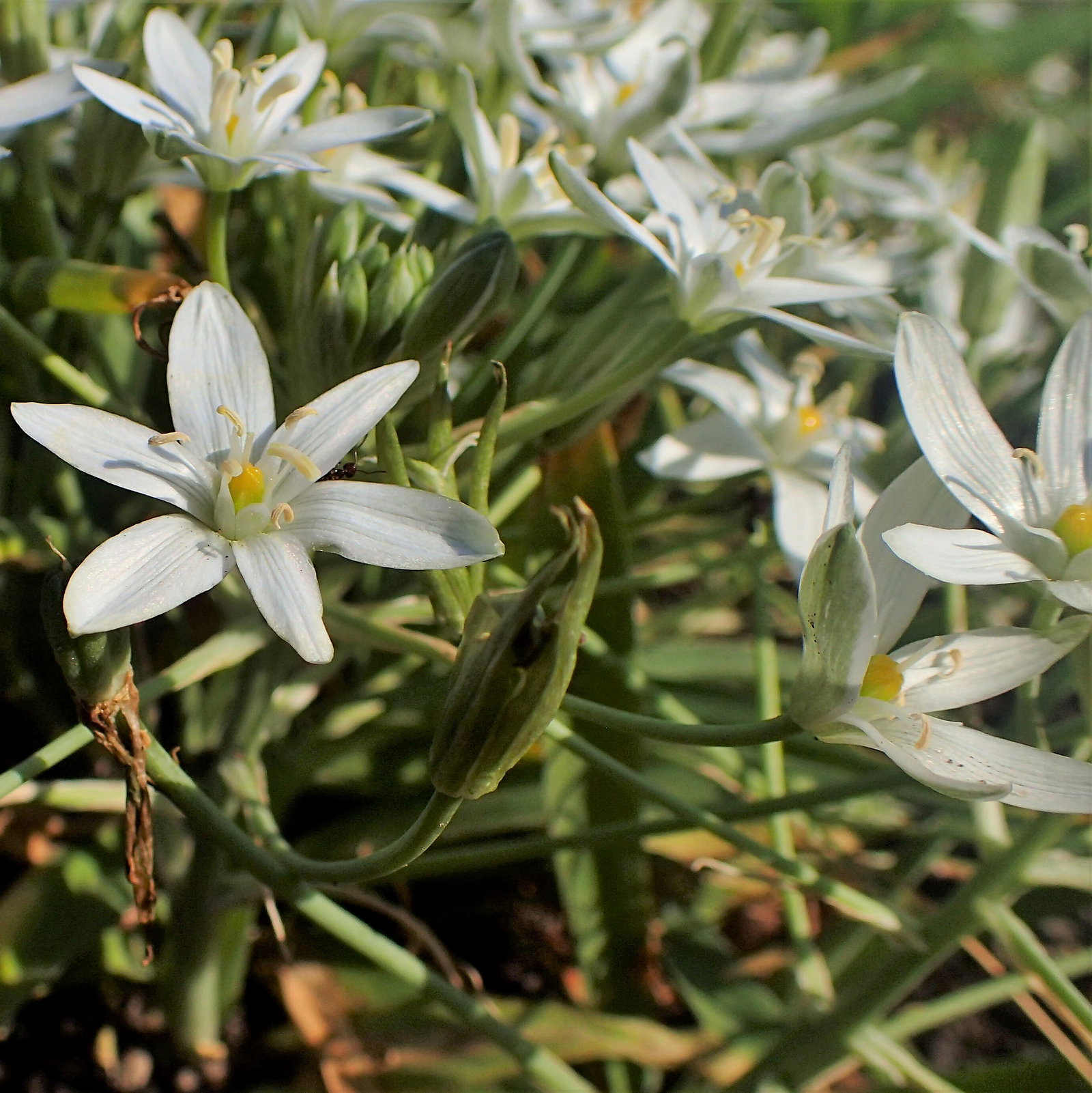 Ornithogalum Montanum