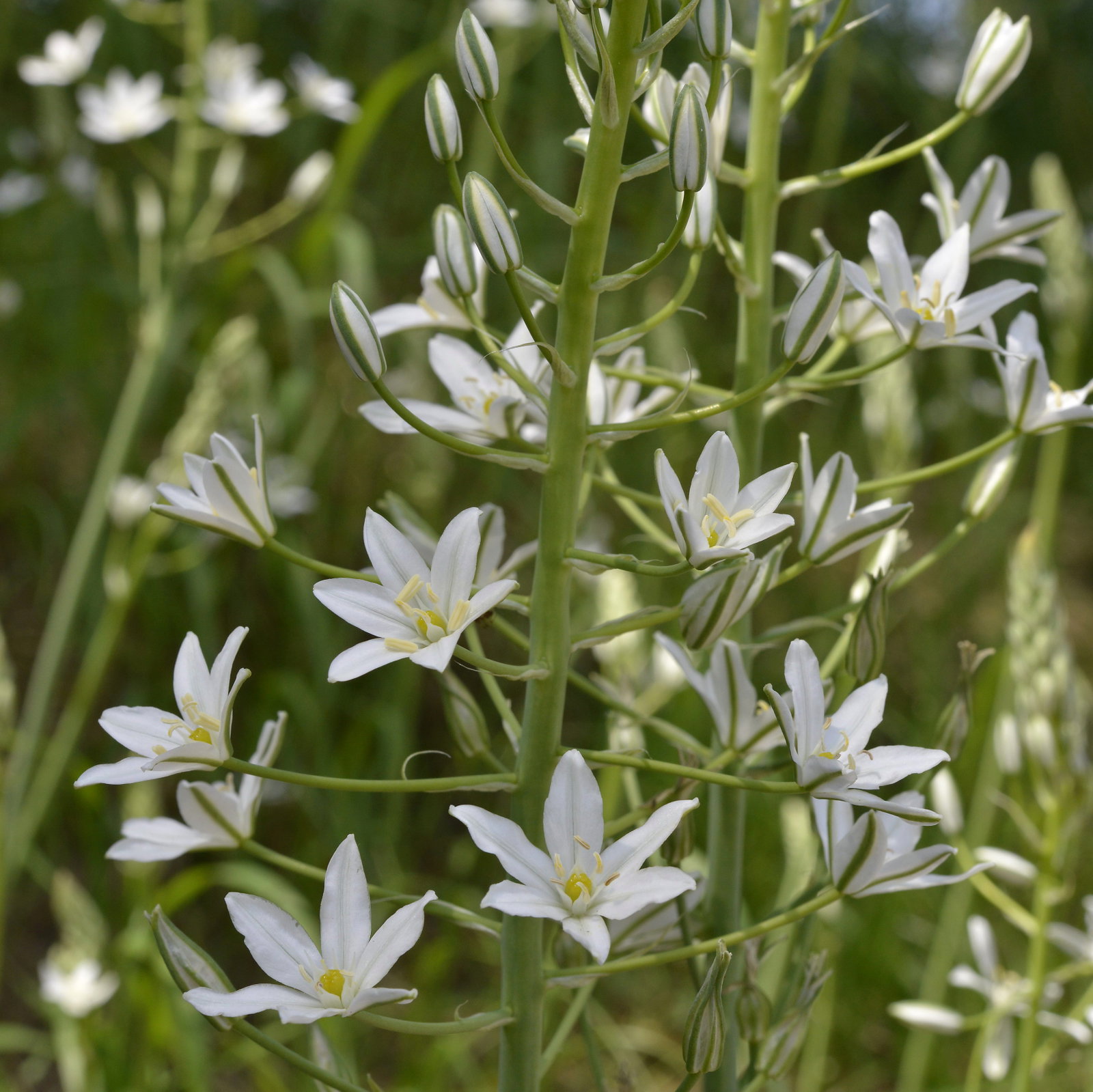 Ornithogalum Naborense