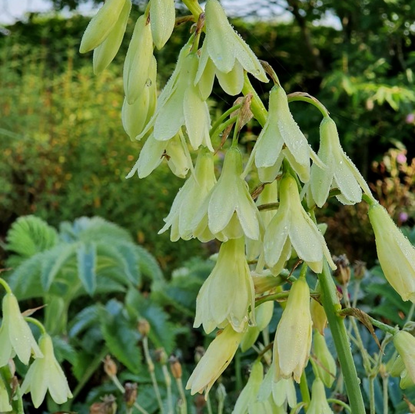 Ornithogalum Princeps
