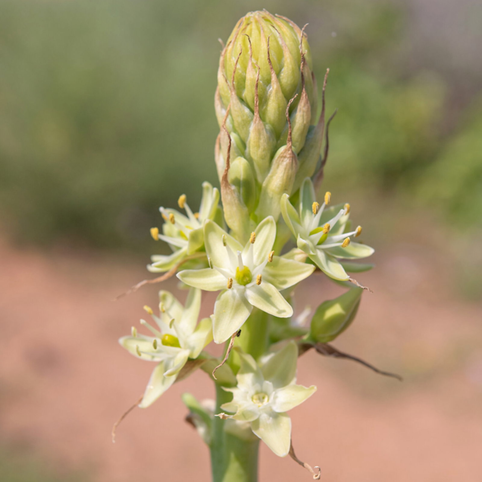 Ornithogalum Regale