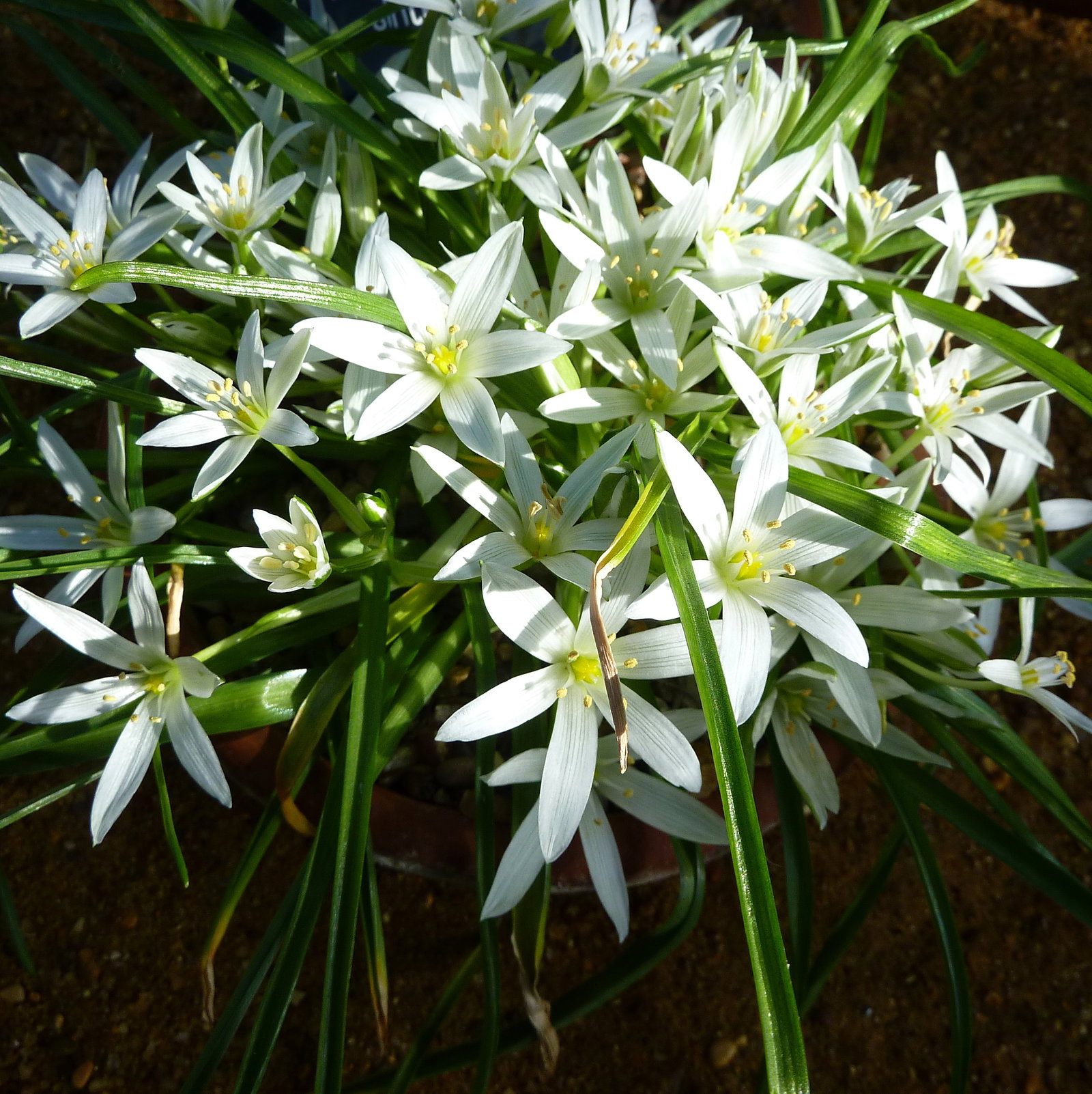 Ornithogalum Sintenisii