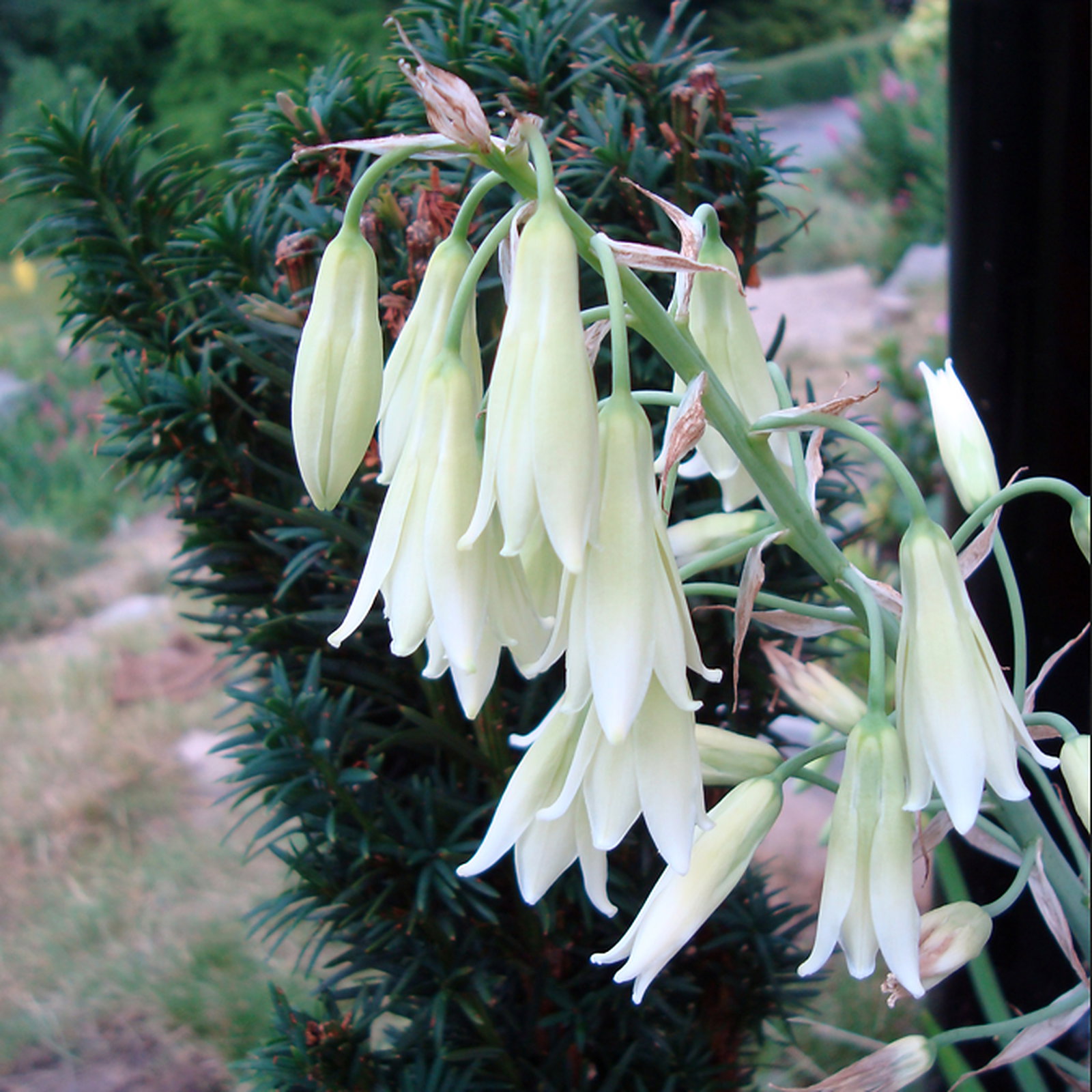 Ornithogalum Viridiflorum